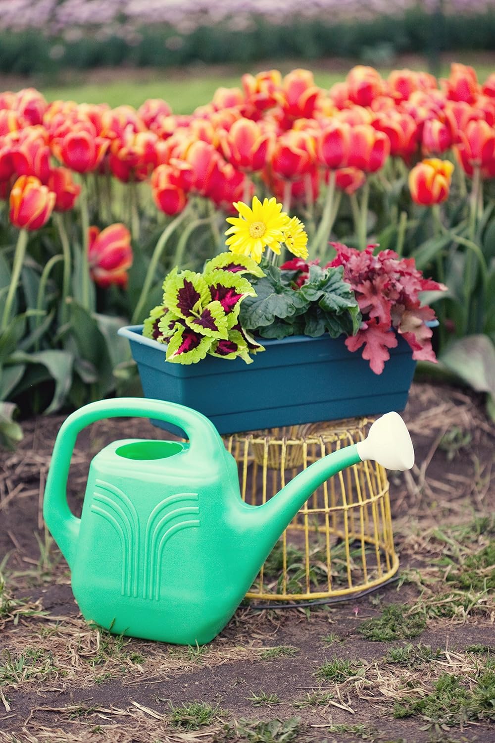 Bloem Classic JW Watering Can, 2 Gallon, Green (JW82-52)