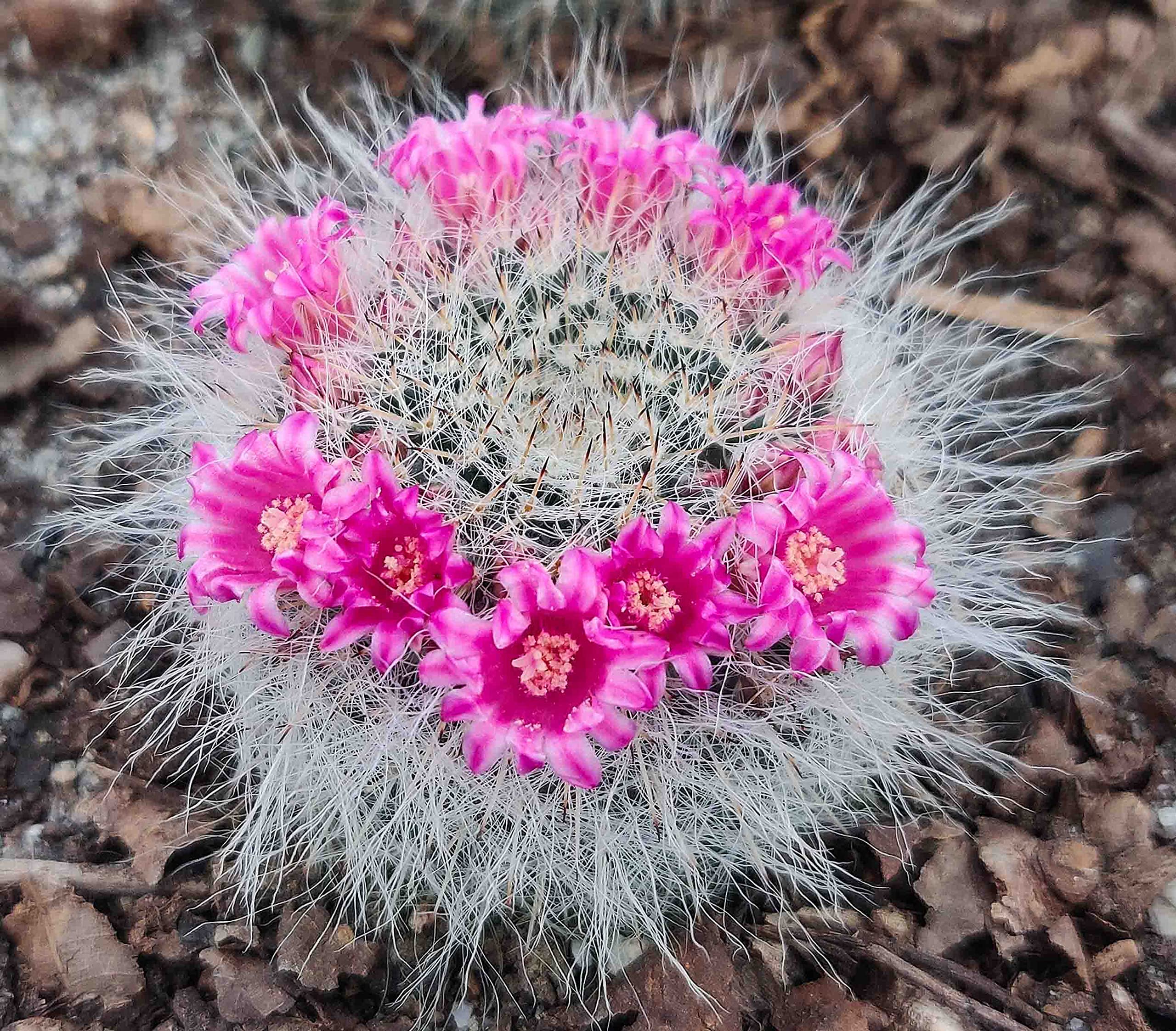See full amazon price history chart for Rudyn Gladioli Farm, Mammillaria Hahniana Long Hair ( Old Lady cactus) Rudyn Gladioli Farm, Mammillaria Hahniana Long Hair ( Old Lady cactus) (B09CDSW1BG) Amazon Price History, Amazon Price Tracker