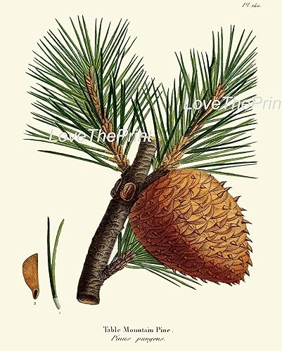 Miniatura 4 de Juego de 4 conos de pino de piña, estampado botánico antiguo y hermoso bosque verde, naturaleza, decoración de habitación para el hogar, Navidad,