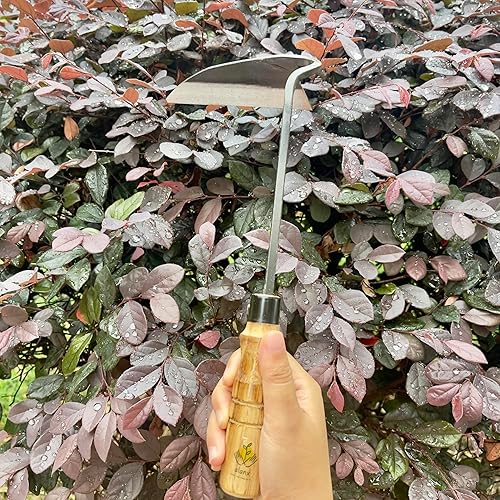 Miniatura 3 de alanx Hoz japonesa de la maleza de la mano de la jardinería de 12 pulgadas, azada de deshierbe con la manija de madera larga