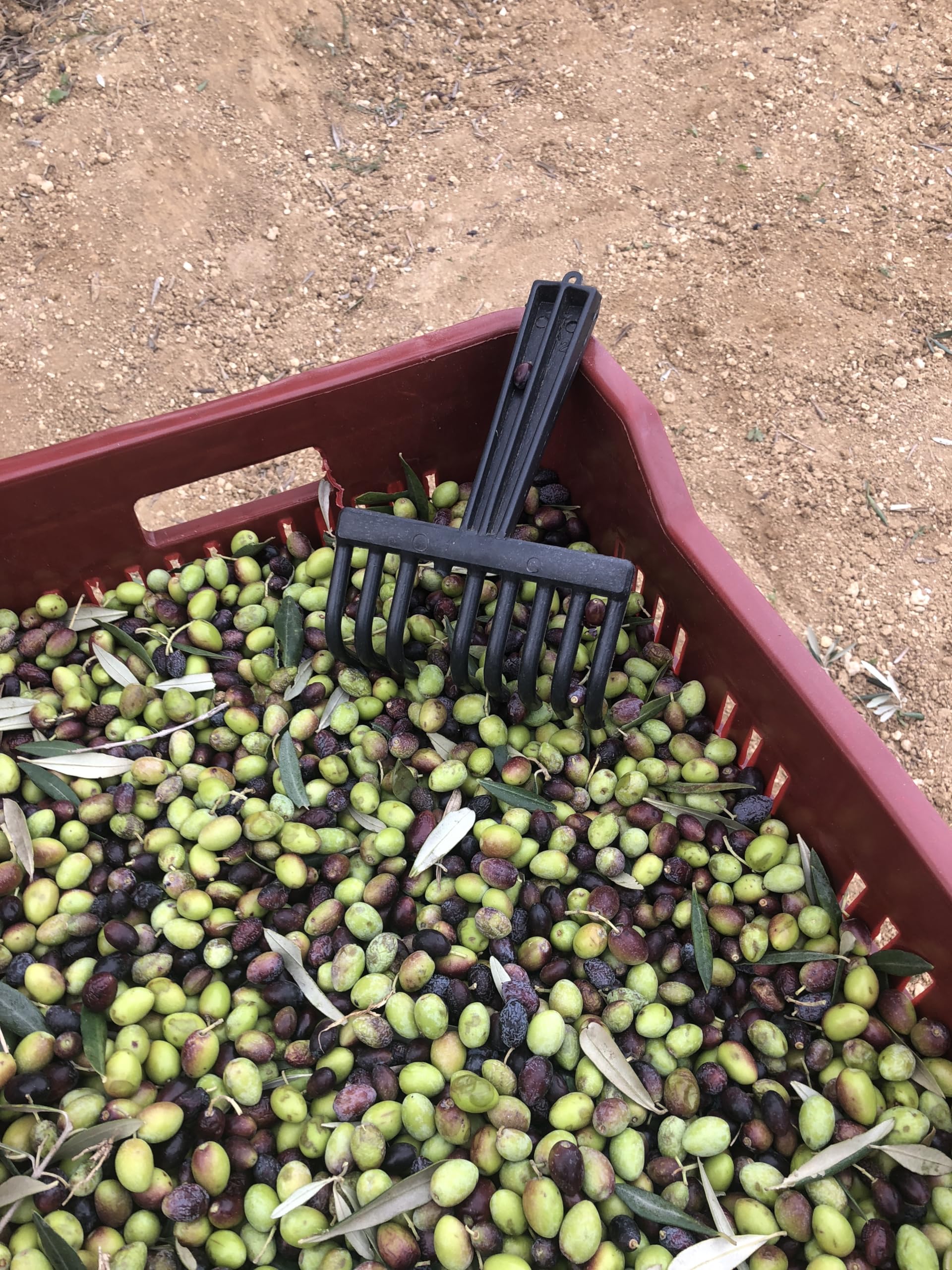 Rivière D'Or Natives Olivenöl Extra [5L] - Reich an Polyphenolen - Mild & Fruchtig - Traditionelle Herstellung in Tunesien - Kaltgepresst direkt nach Ernte - Praktischer Kanister mit Ausgießer