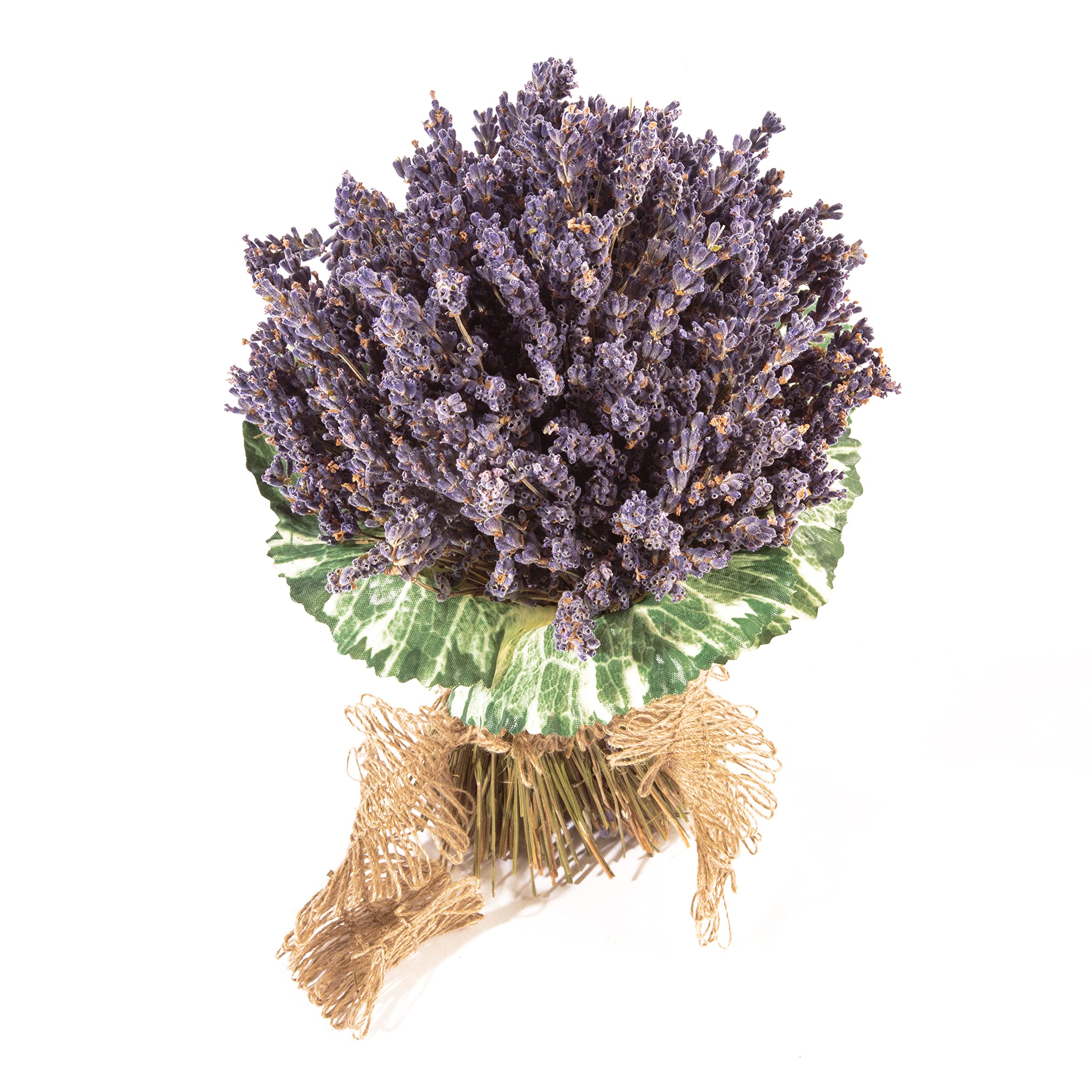 Getrockneter Lavendel aus der Provence Lavendelstrauß mit ca. 600 Stiele Trockenblumen Raumduft Deko Ernte August 2025