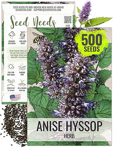 Seed Needs anís Hyssop Agastache foeniculum Twin Pack de 500 semillas cada una sin OGM