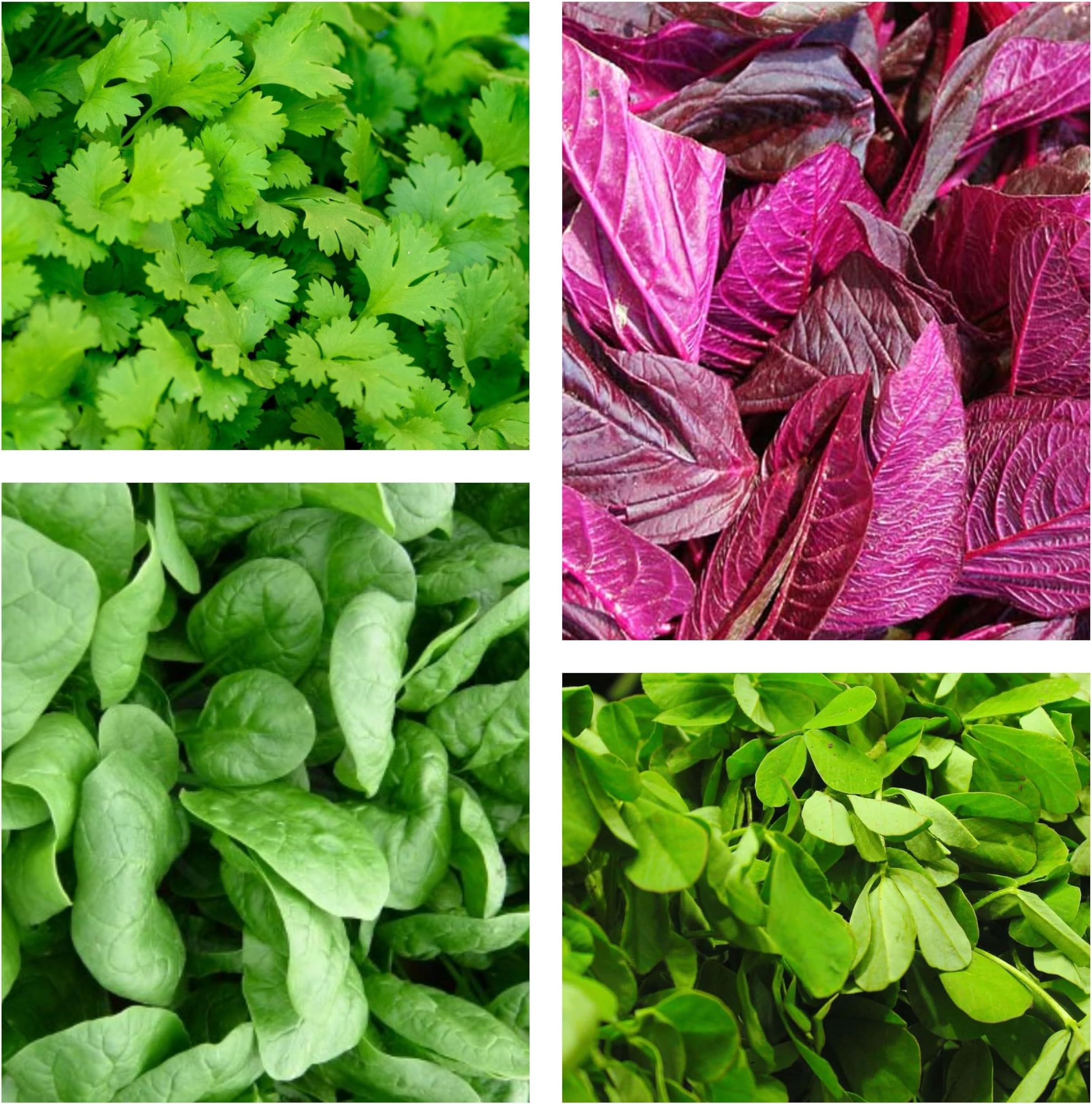 - Combo Of Leafy Vegetable (Four Varieties : 500 Quantity Each)