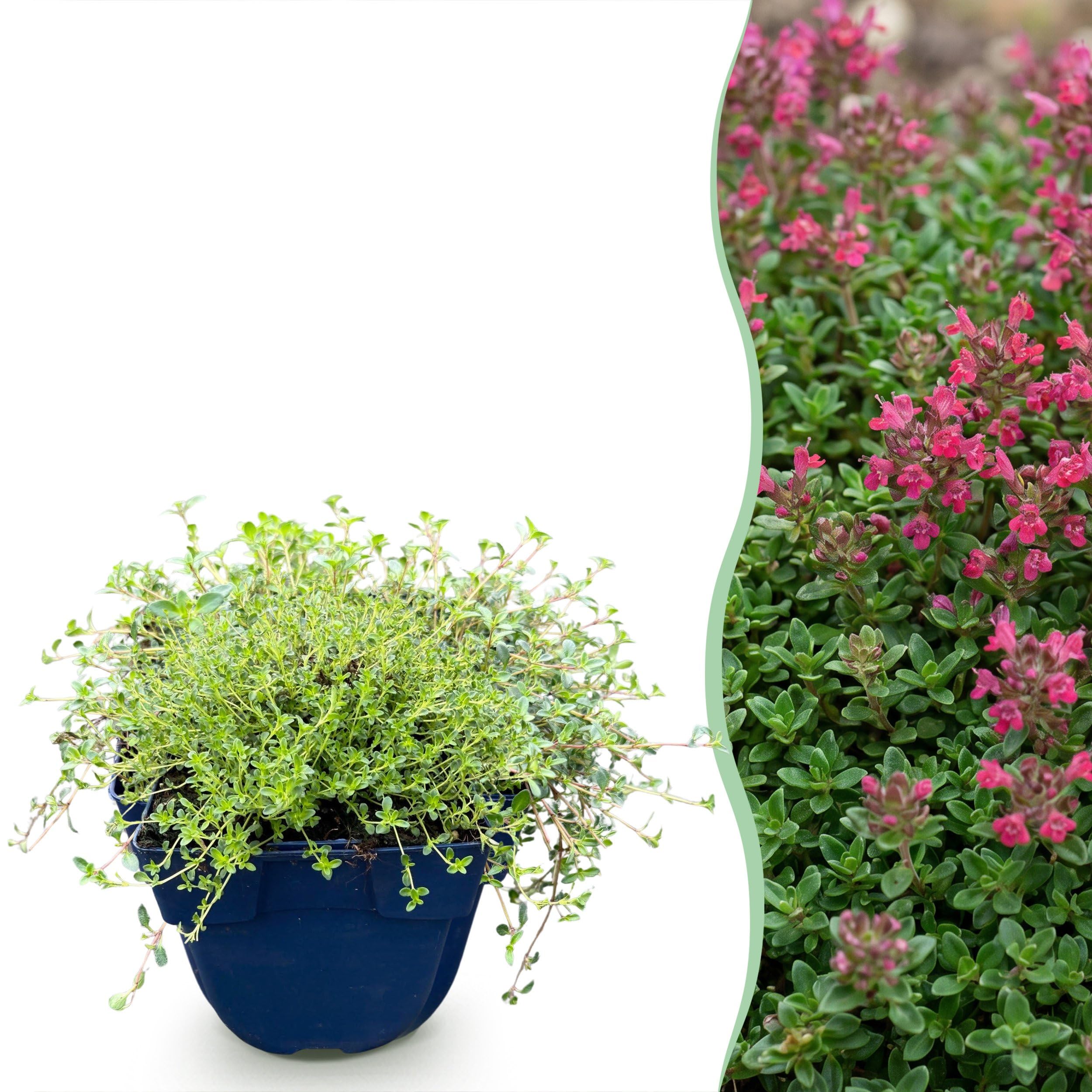 Thymus praecox Red Carpet - Tomillo rastrero - Aromático - Rojo-rosa - 15-25cm - Ø11cm - Planta de jardín