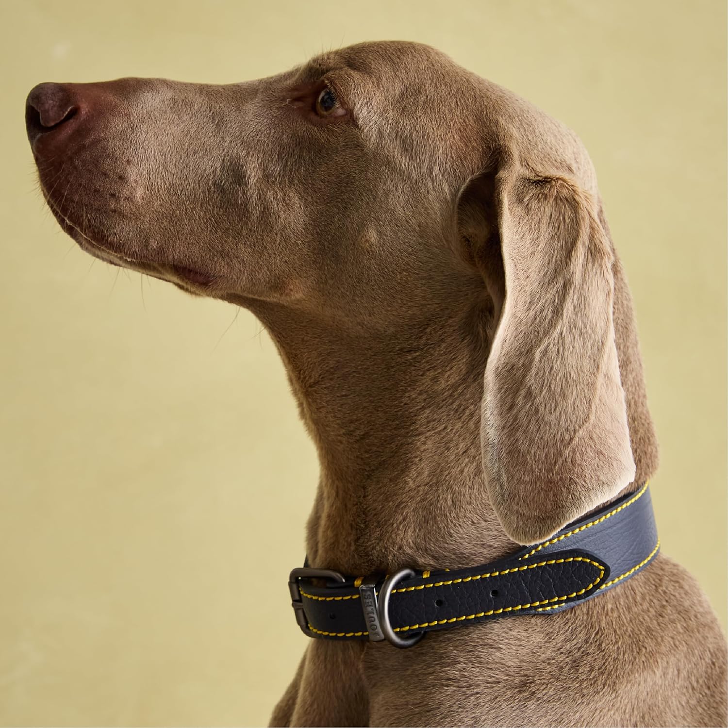 Rosewood Joules Navy Leather Dog Collar, Medium