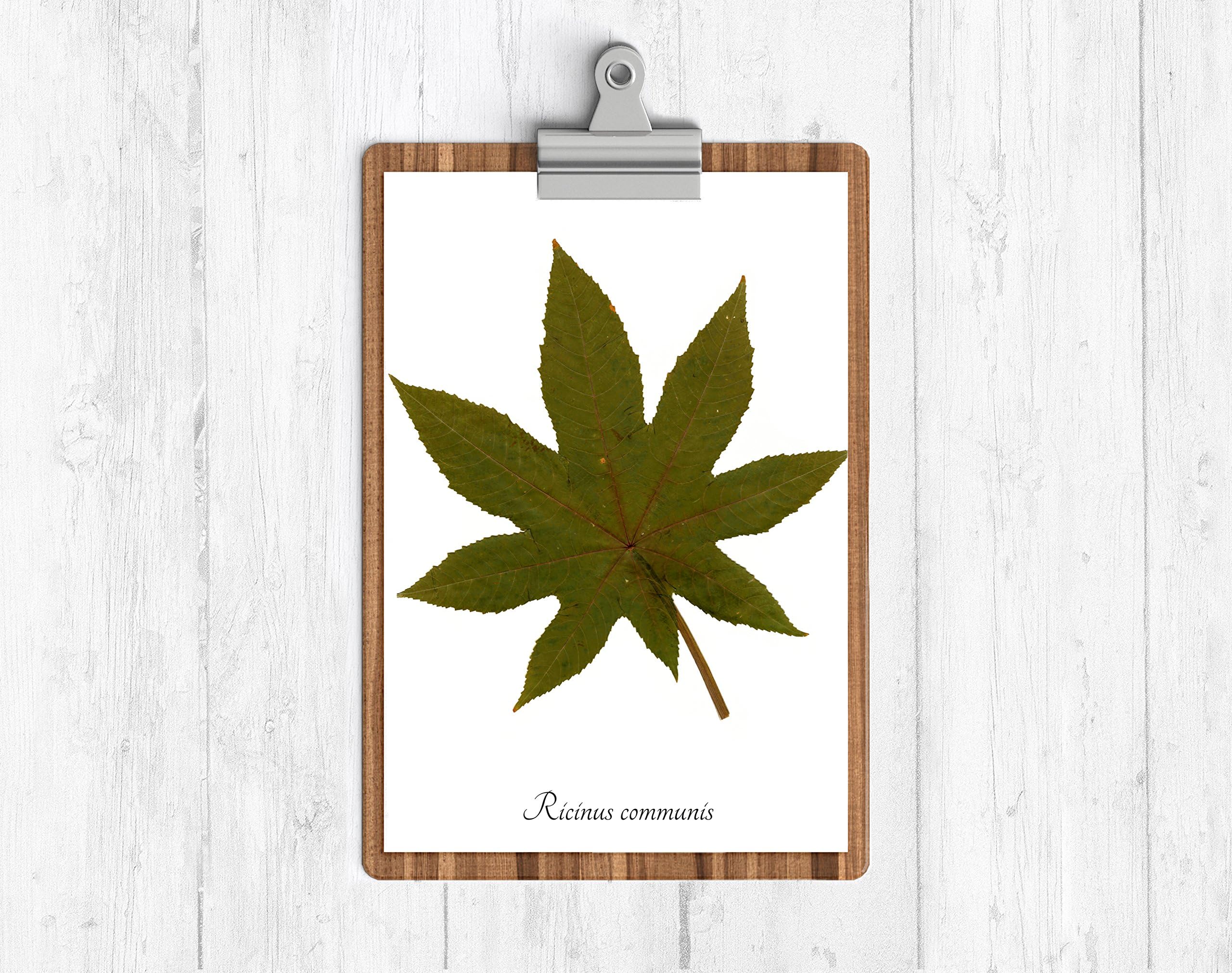 Castor Bean Botanical Print - Botanical Art Print - Pressed Flower Art Print - Poison Garden