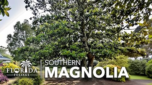 Miniatura 9 de Southern Magnolia Grandiflora  10 árboles vivos  Hermosas flores fragantes de plantas de hoja perenne