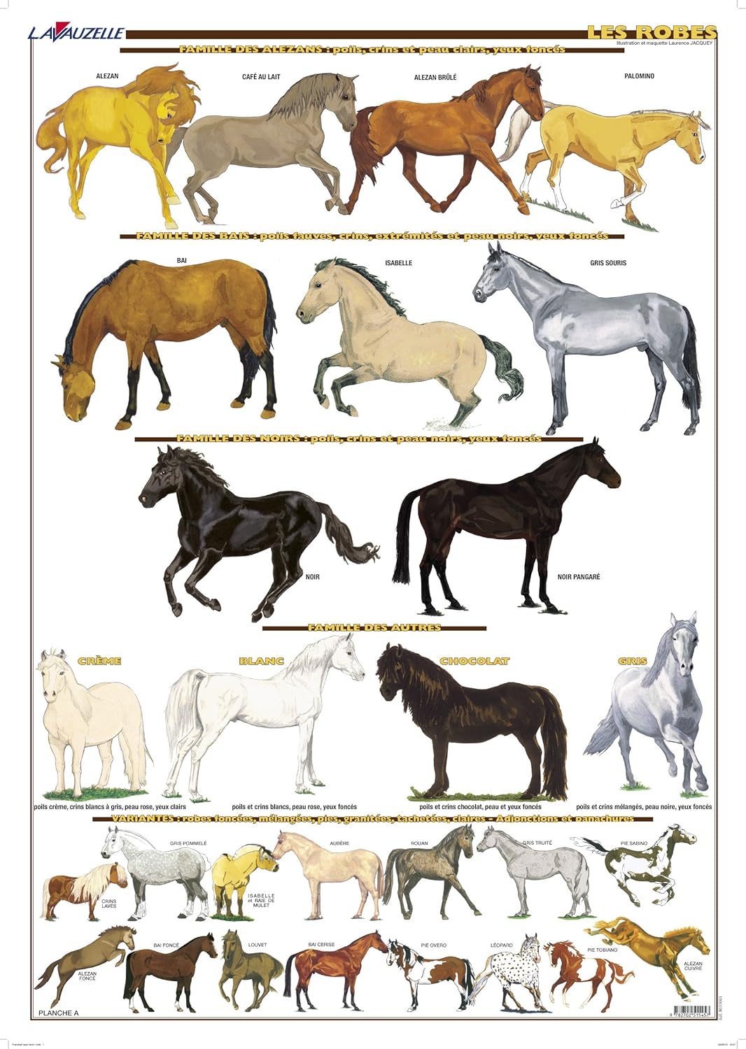 Planche Hippologie Les Robes de chevaux Editions Lavauzelle Amazon