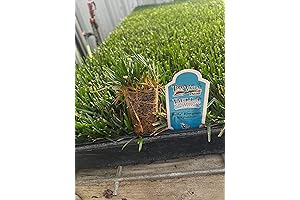 Plant Care N' Beyond - Bella Bluegrass Grass Plugs Pre-Formed Ready to...
