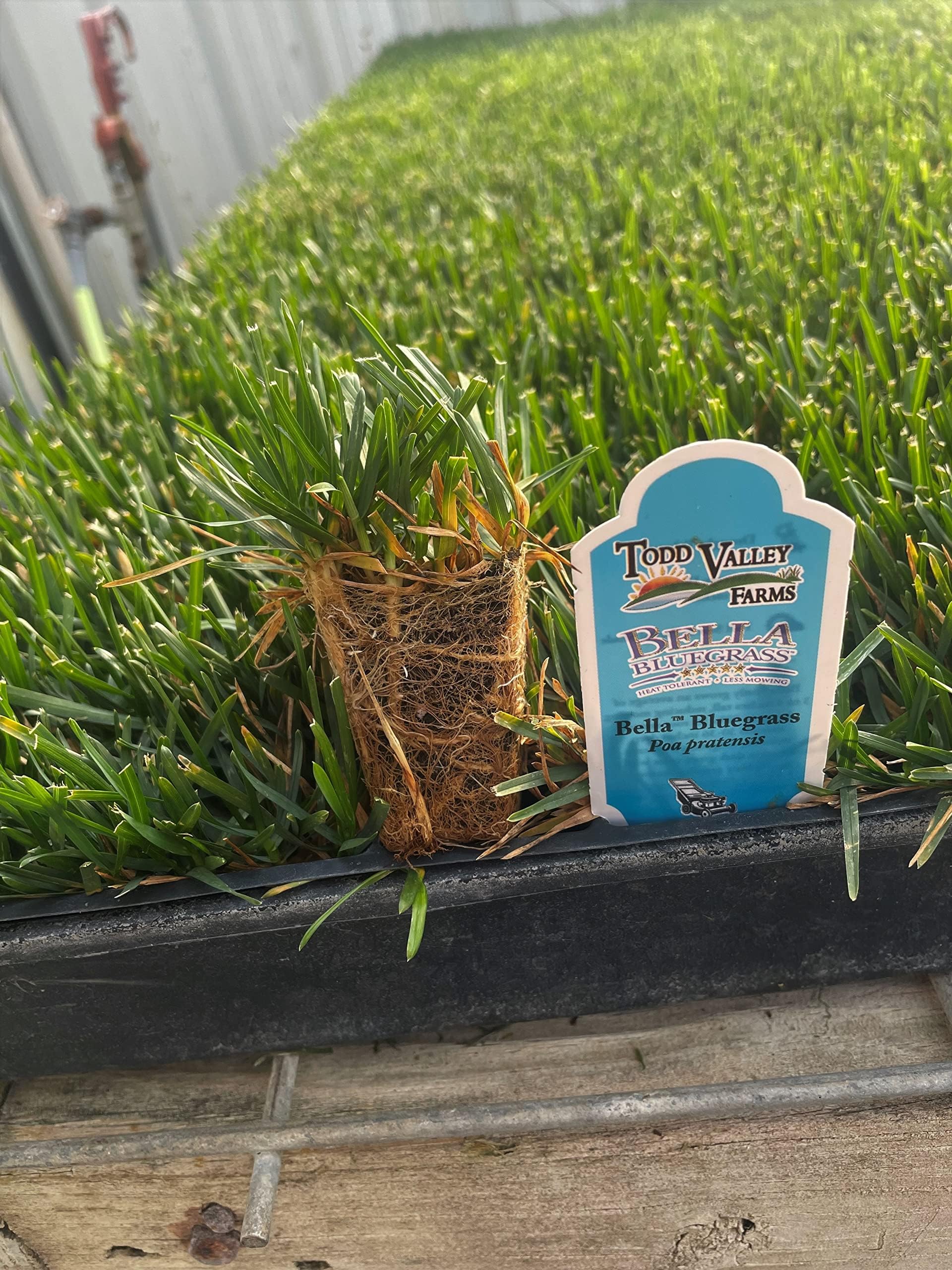 Bermuda Grass Plug Tray EZ Plug 50 Grass Plugs Per Tray