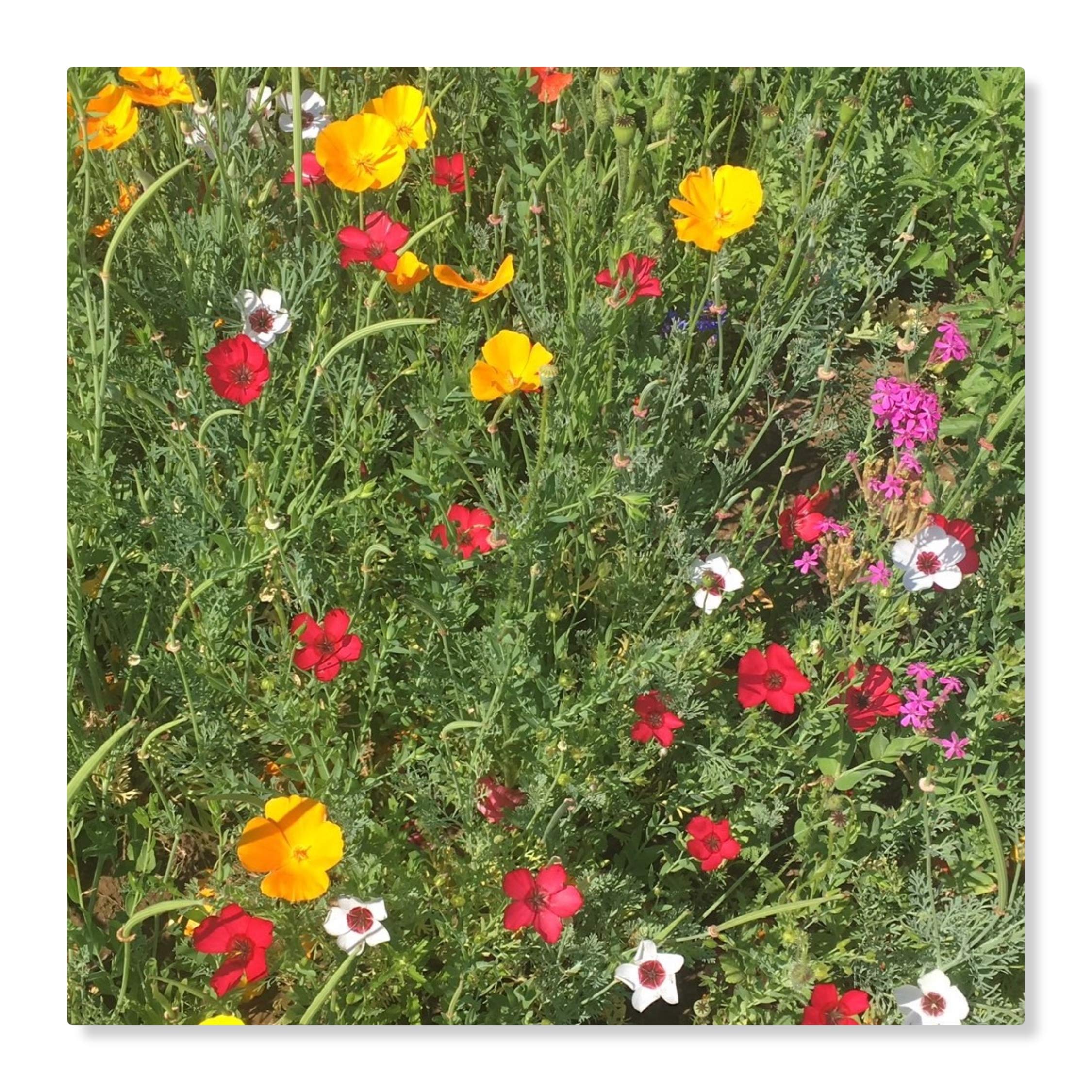 Staudenzauber Mehrjährige Blumenmischung - Blumenwiese für ca. 100 m², ca. 200 Gramm