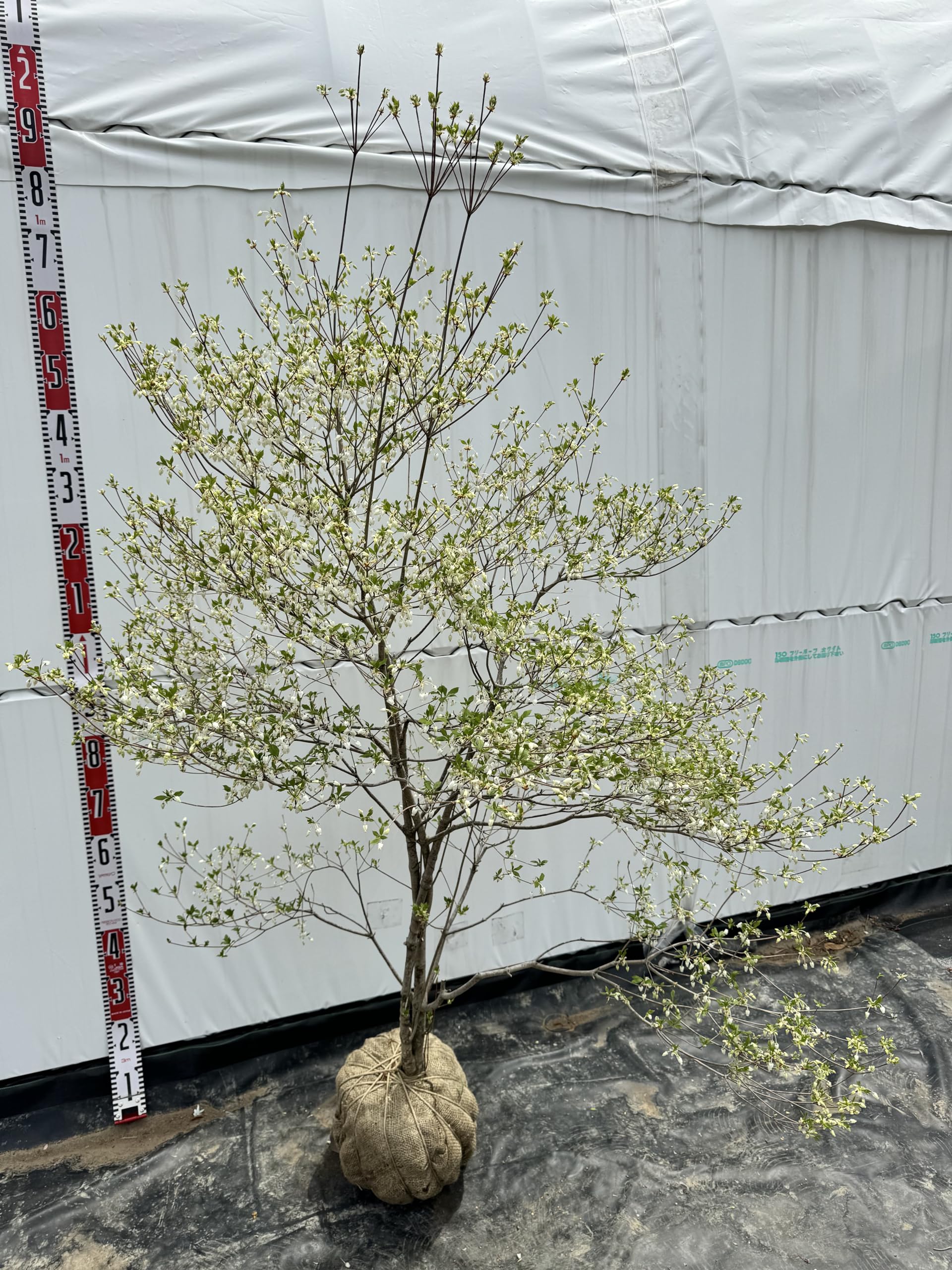 Amazon.co.jp: 『植木/庭木/苗木』灯台躑躅（ドウダンツツジ）/自然樹