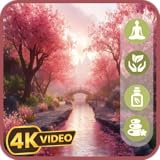 日本の桜 - 伝統的なピアノと禅庭園