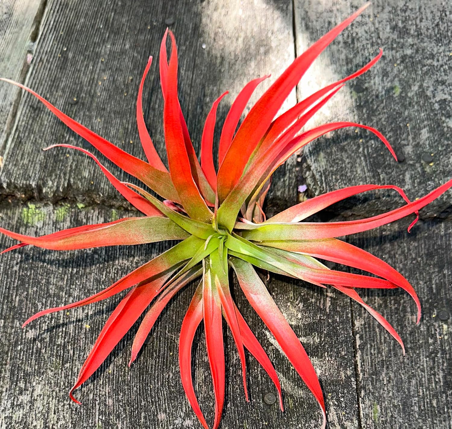 Amazon.com : Live Tillandsia Capitata Peach Colorful Air Plant 6-8 inch ...