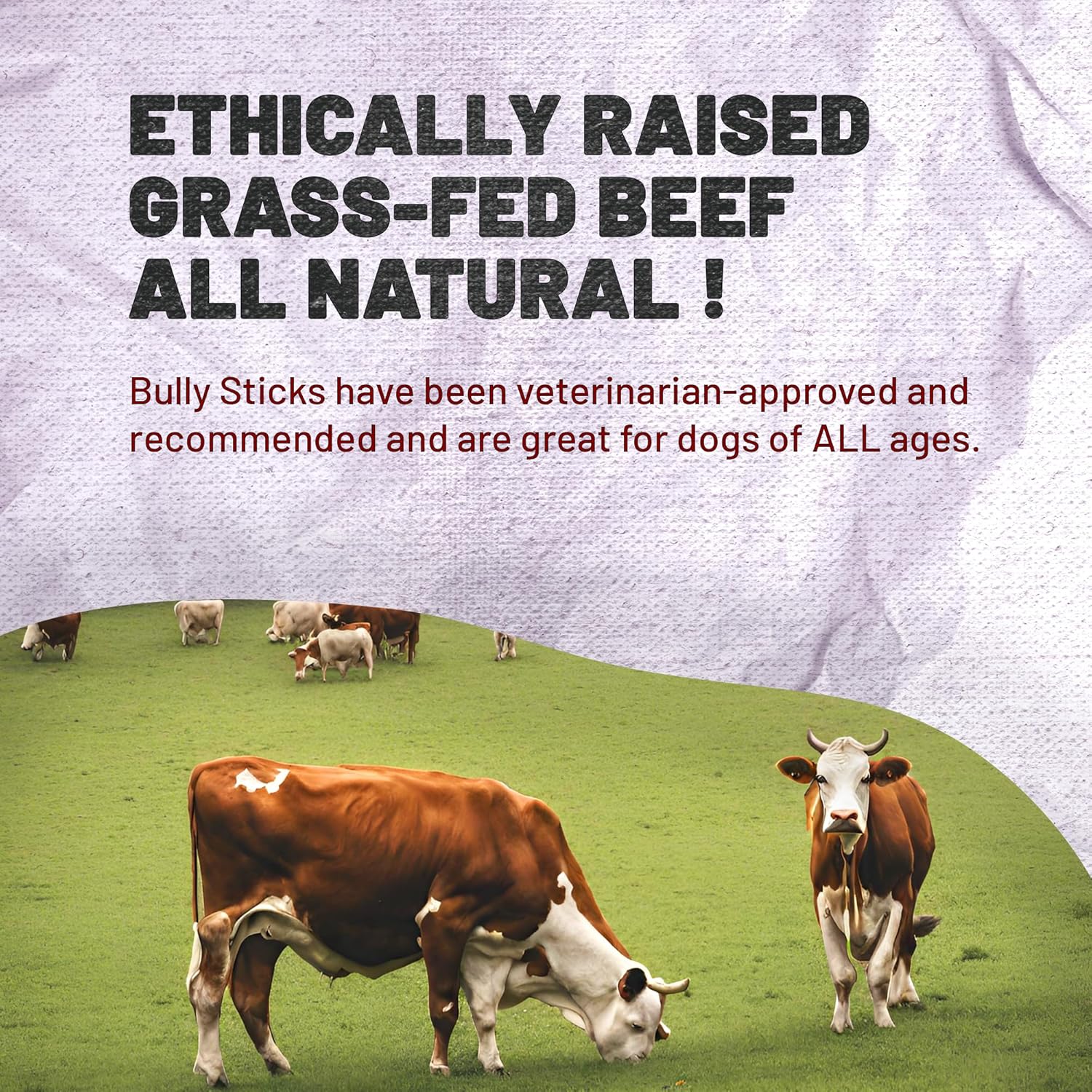 Odor-Free Thick Bully Sticks (12 Inch, 5 Pack), Non-GMO, Fully Digestible 100% Beef Pizzle Chews, Grain-Free, Grass-Fed, Best Dental Treat, Natural Long-Lasting Chews for Dogs