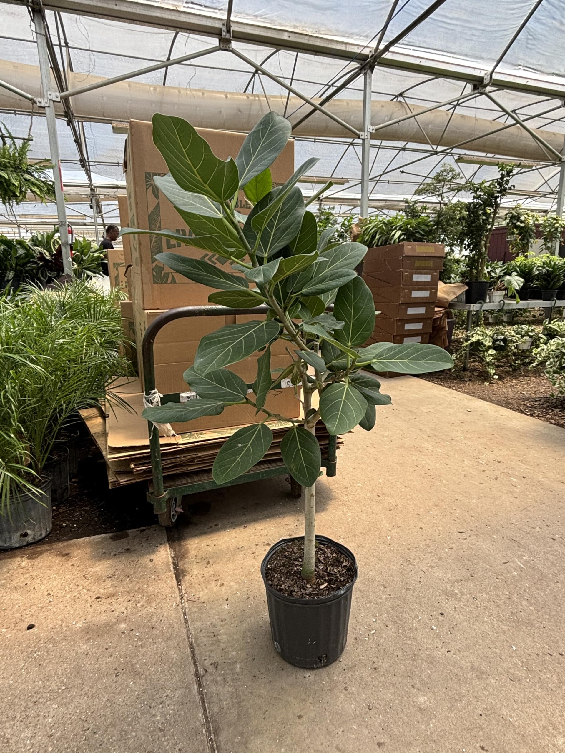 money tree low light Low Light Plant Bundle
