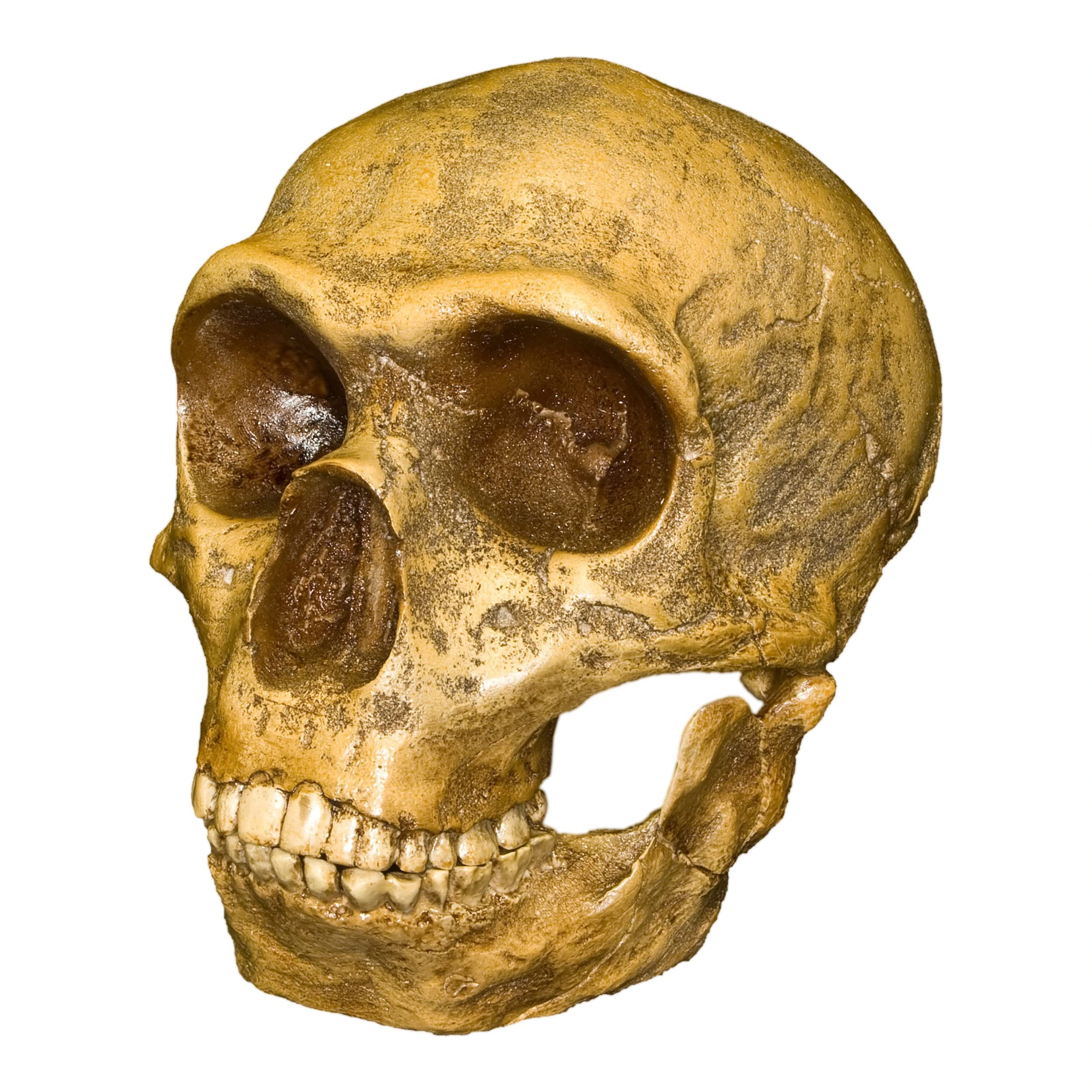 Forbes Quarry Skull (Teaching Quality Recreation)