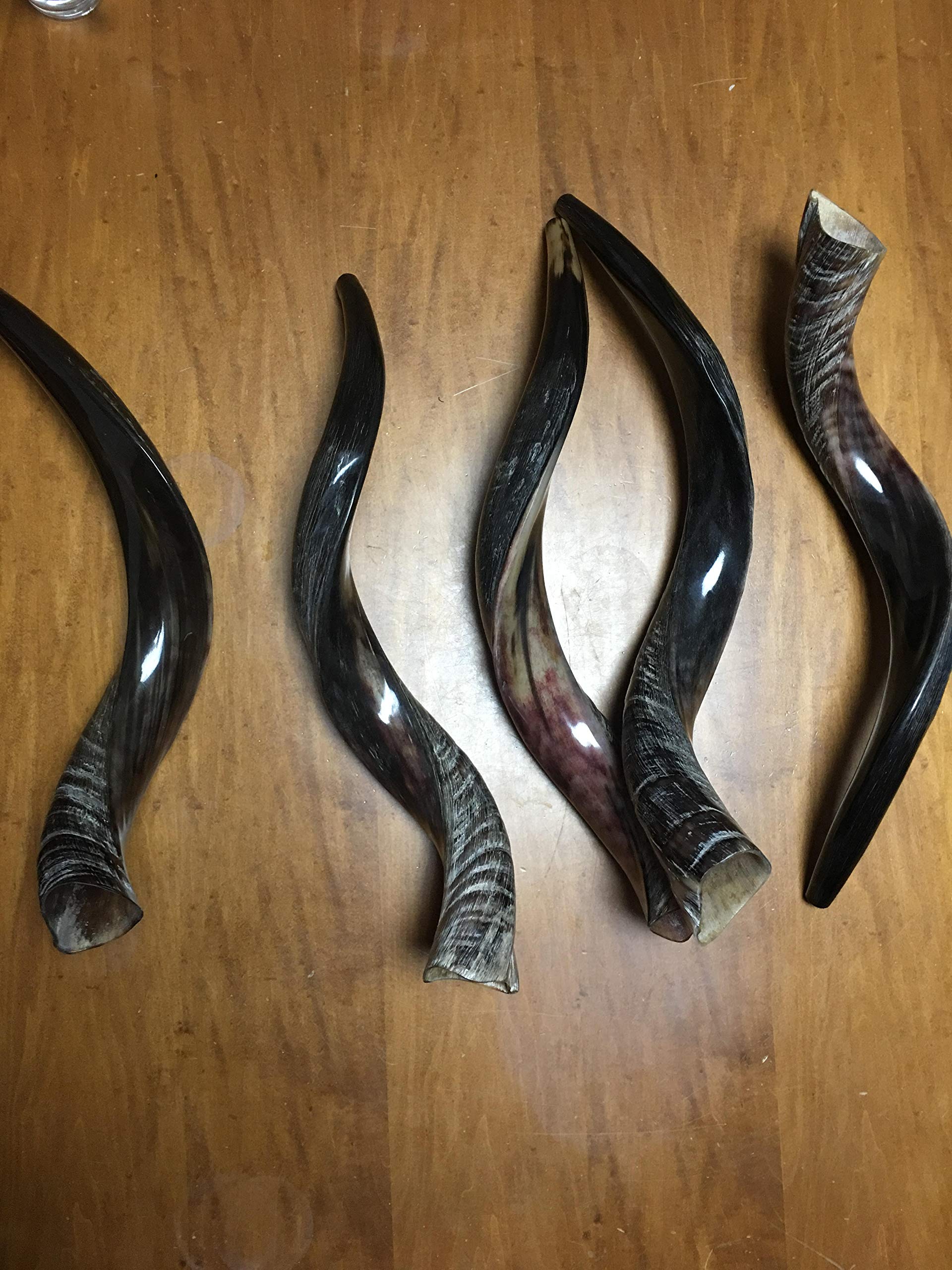Halb poliert natur Judaica Koscher 60-70cm Yeninit Kudu Shofar Horn Israel