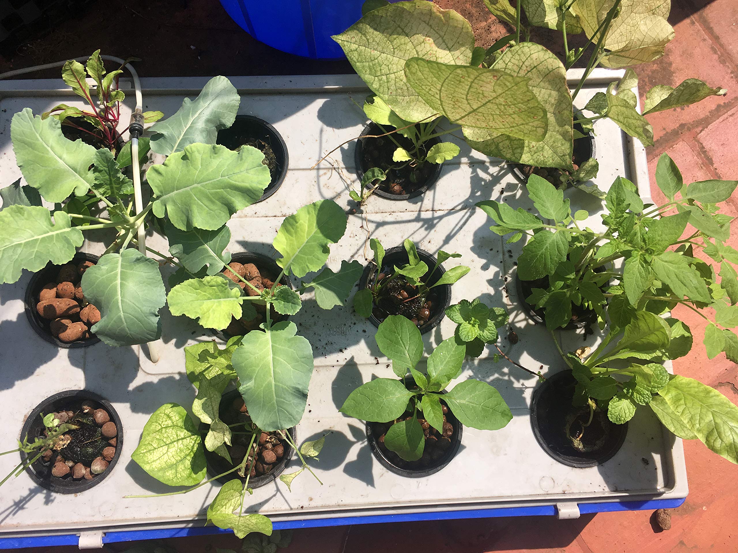 Bio Blooms Agro India Private Limited Hydroponics Starter kit Crate, lid, Netted pots, Coir Coins, Seeds, air Pump, nutrients, Video DVD Manual kit for hydroponics/Soil Less Cultivation Bio_ 700AS-image-25