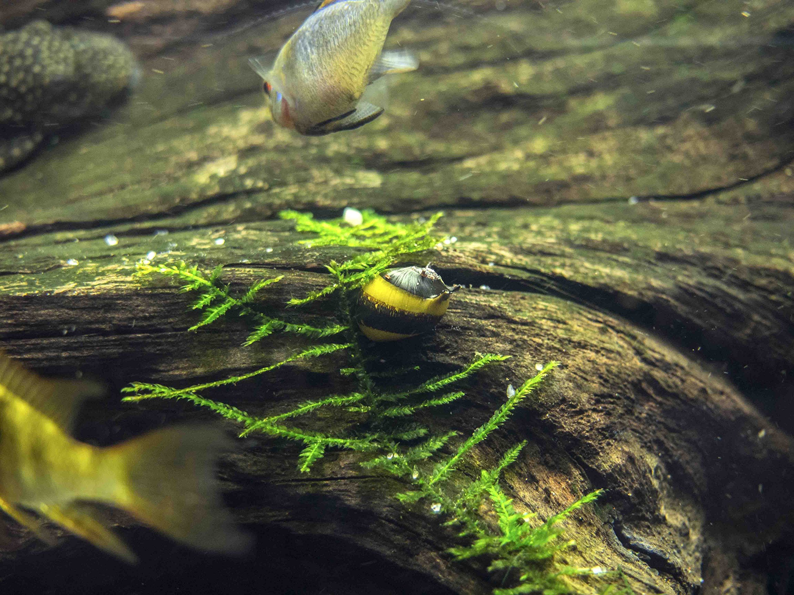 Aquatic Arts 1 Live Zebra Thorn Horn Nerite Snail Nano Aquarium Snails Safe in Freshwater