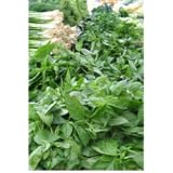 Culinary Herbs - Their Cultivation Harvesting Curing and Uses