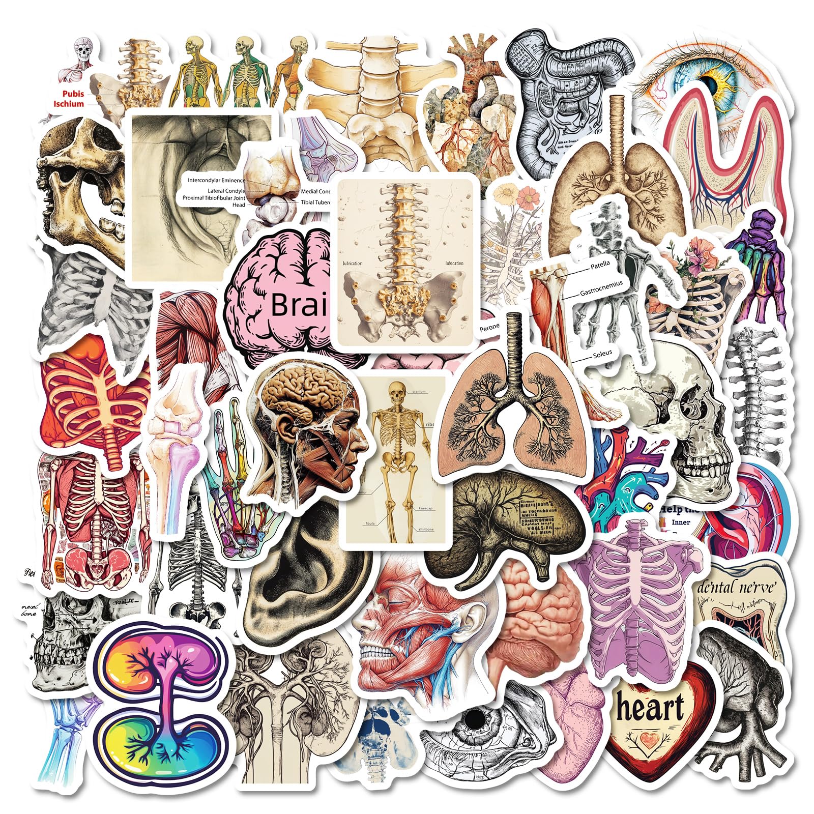 50Pcs Human Organ Stickers Medical Body Organ Anatomy Decals for Journal, Planner, Water Bottles, Laptop, Refrigerator, Skateboard, Luggage, Kindle, Waterproof Vinyl Graffiti Stickers