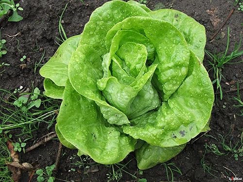 Miniatura 3 de Seeds May Queen Butterhead Lechuga sin OMG reliquia
