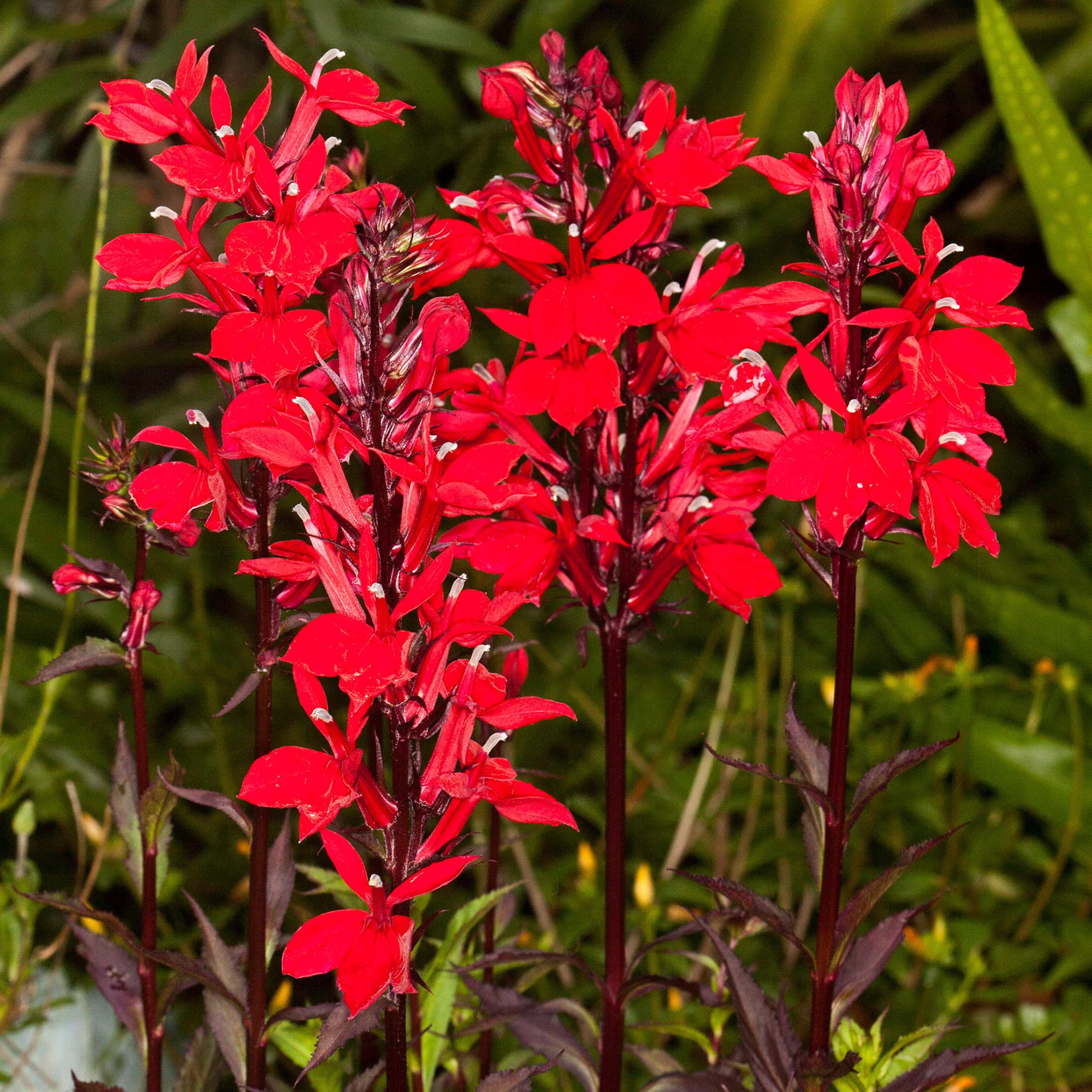 Lobelia Starship Scarlet Bronze Leaf | Red Flowering Garden Plants in Plant Pot (30-40cm Incl. Pot)