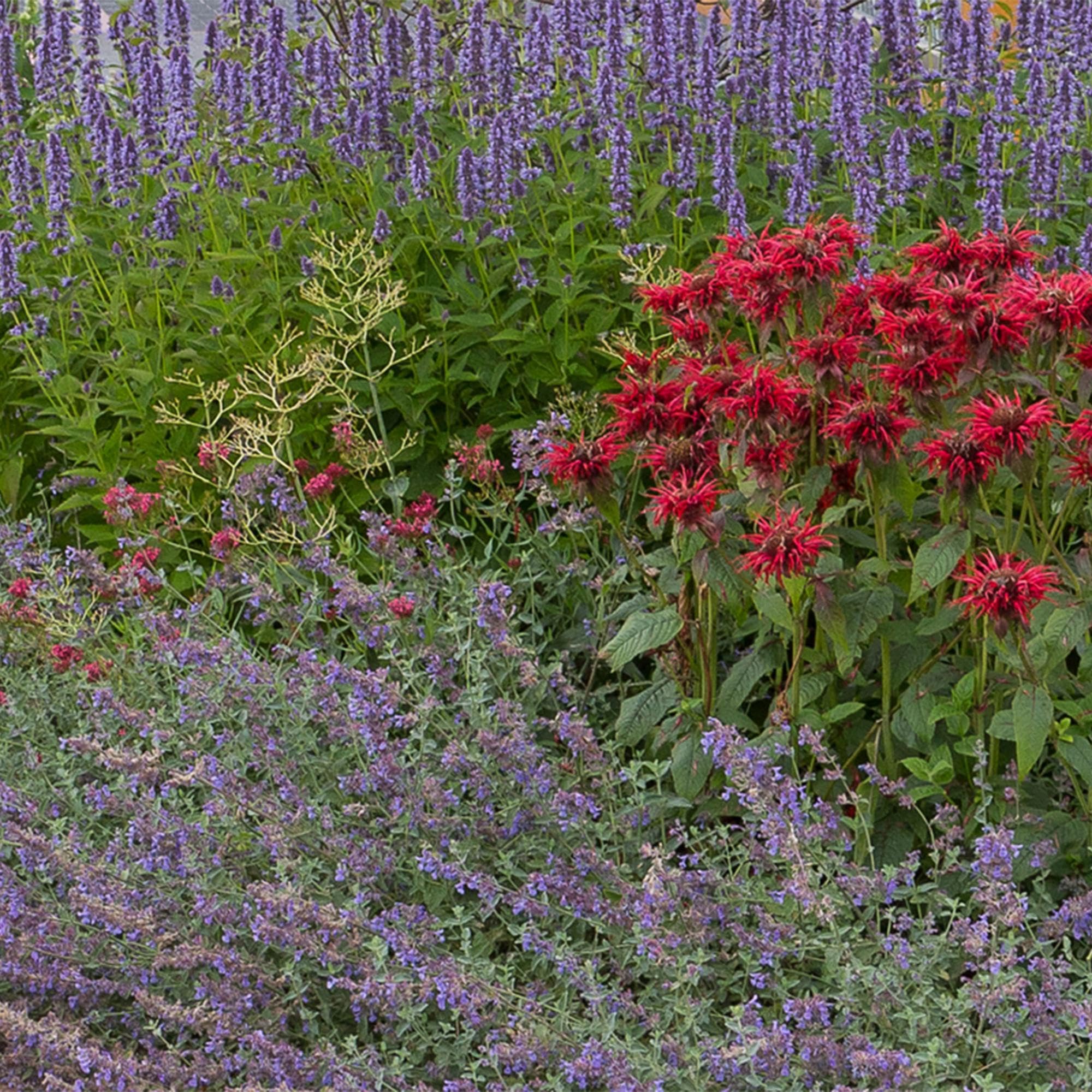 Piante Perenni Profumate da Giardino, Colori Misti, 24 Pezzi Vaso 11cm