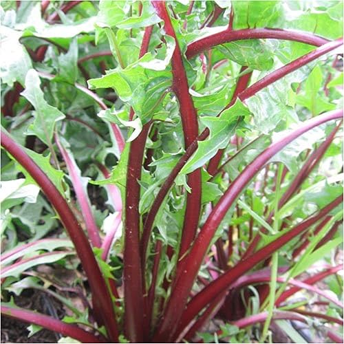 Miniatura 3 de Seed Needs Semillas de diente de león de tallo de granate para plantar Cichorium intybus paquete doble de 500 semillas cada una reliquia sin OMG y