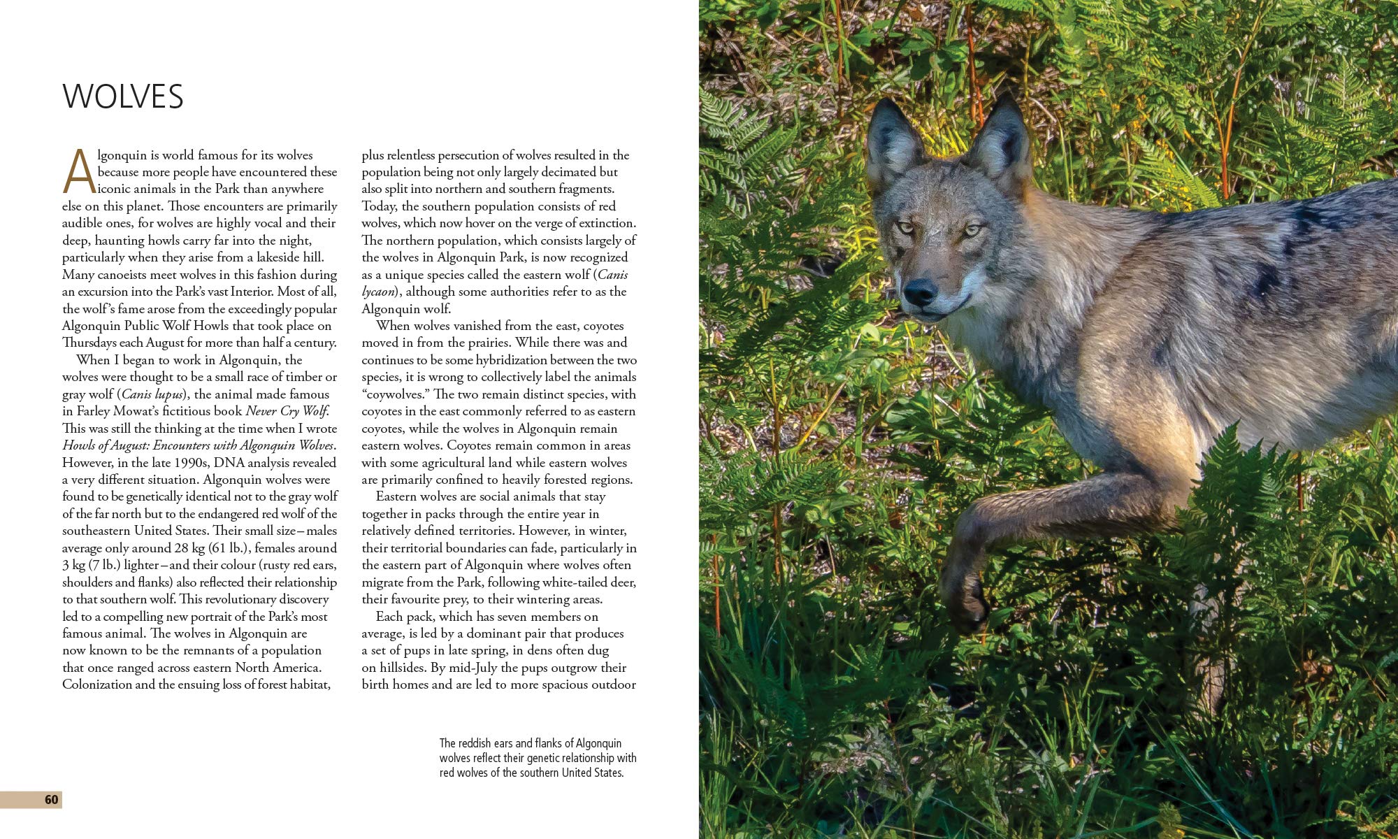 The Explorer's Guide to Algonquin Park