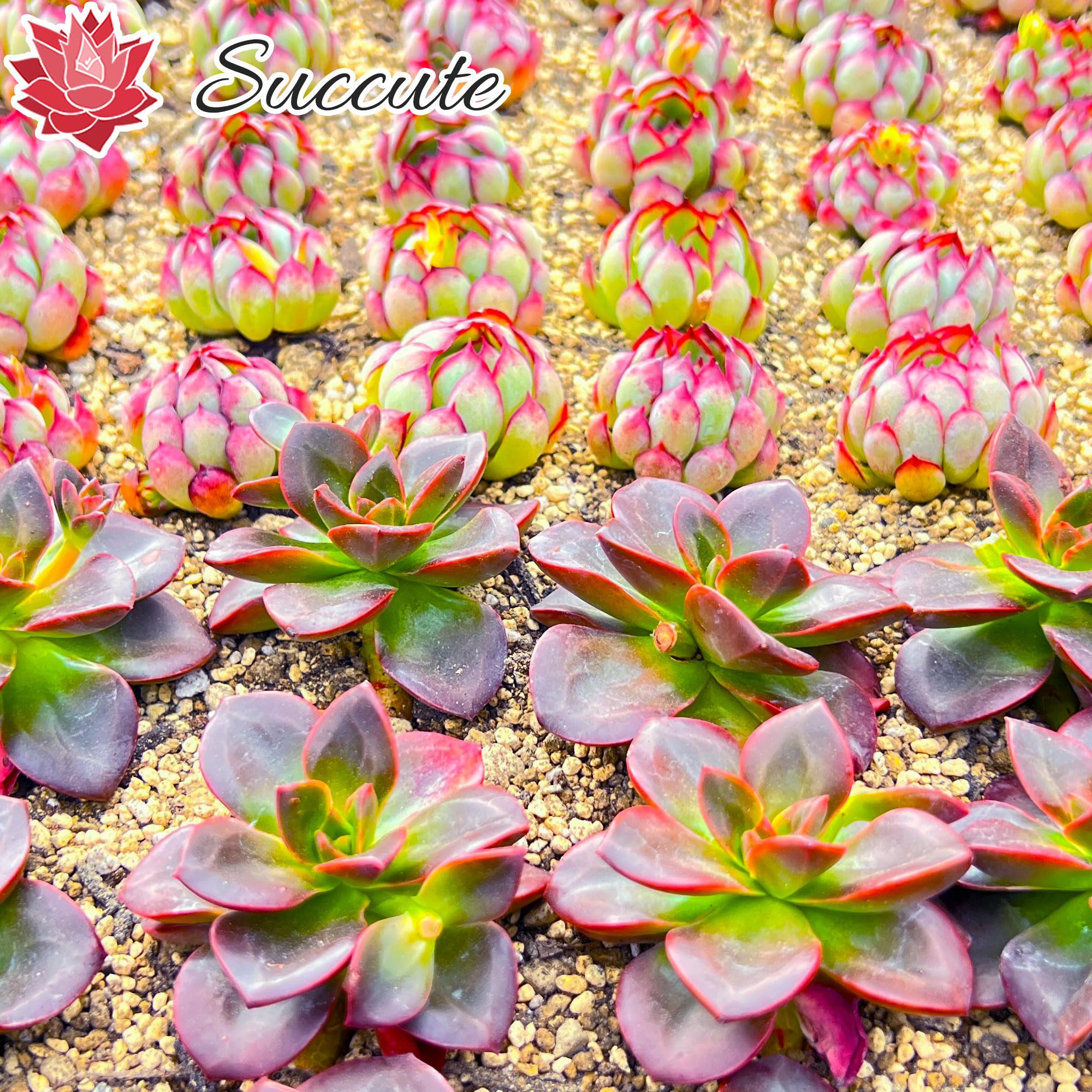 Amazon.co.jp: 【Succute】 エケベリア 多肉植物 韓国苗（発根済み抜き 