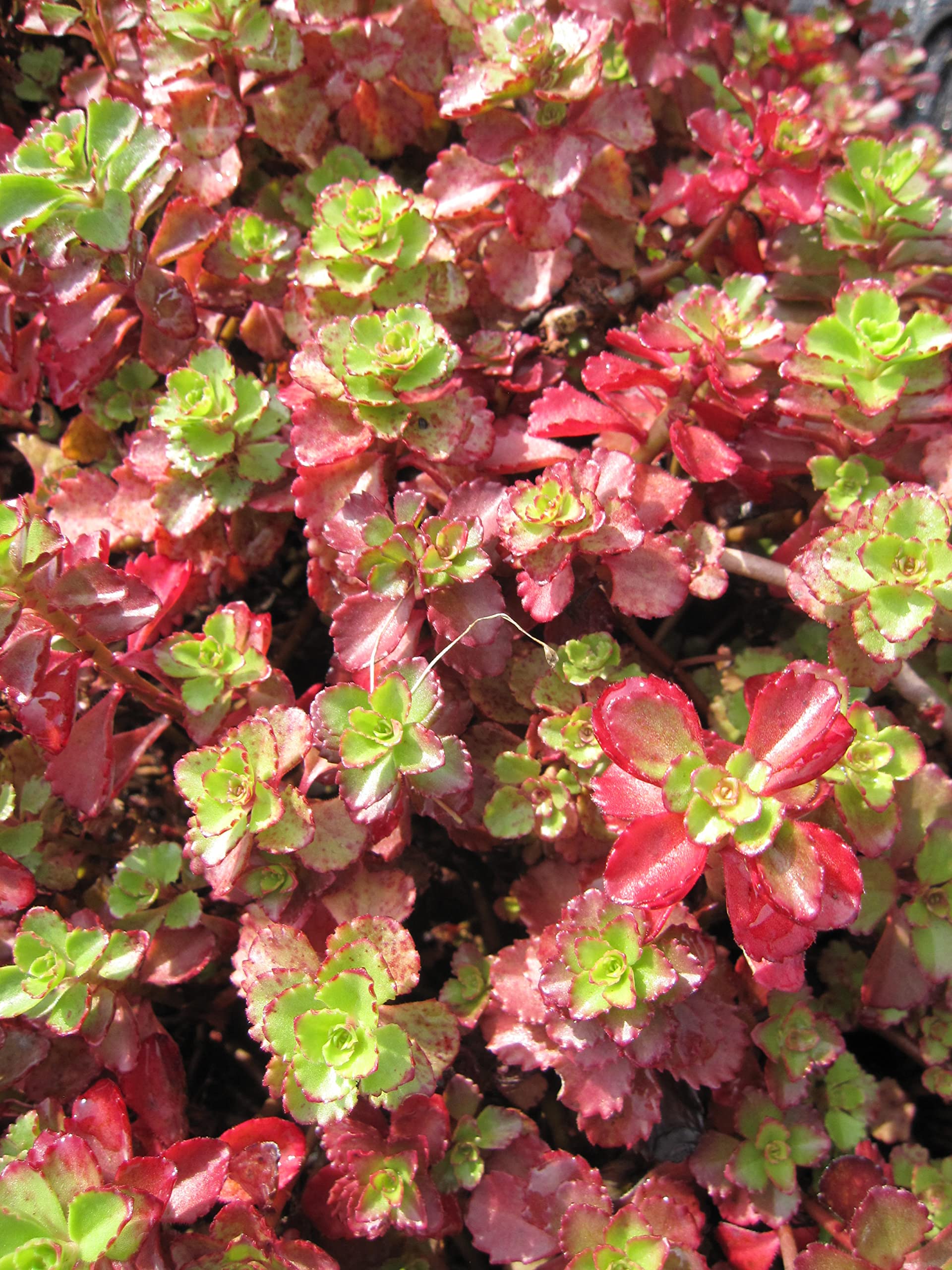 Teppich-Pfeffer Purpurteppich - Fettblatt - Sedum spurium Verpackungseinheit 20