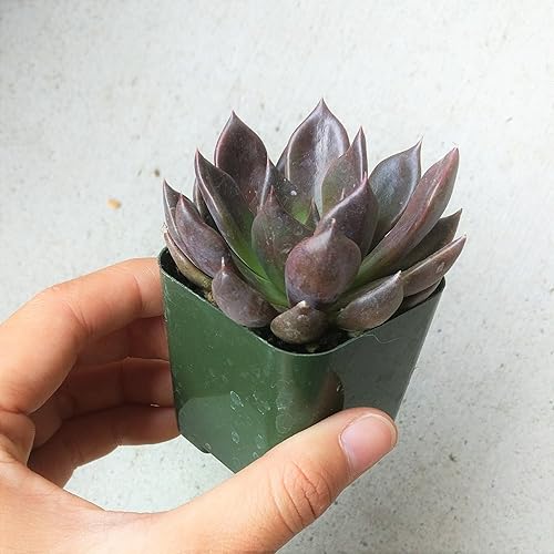 Miniatura 5 de Echeveria Black Prince Black Gallinas y polluelos (2 pulgadas)