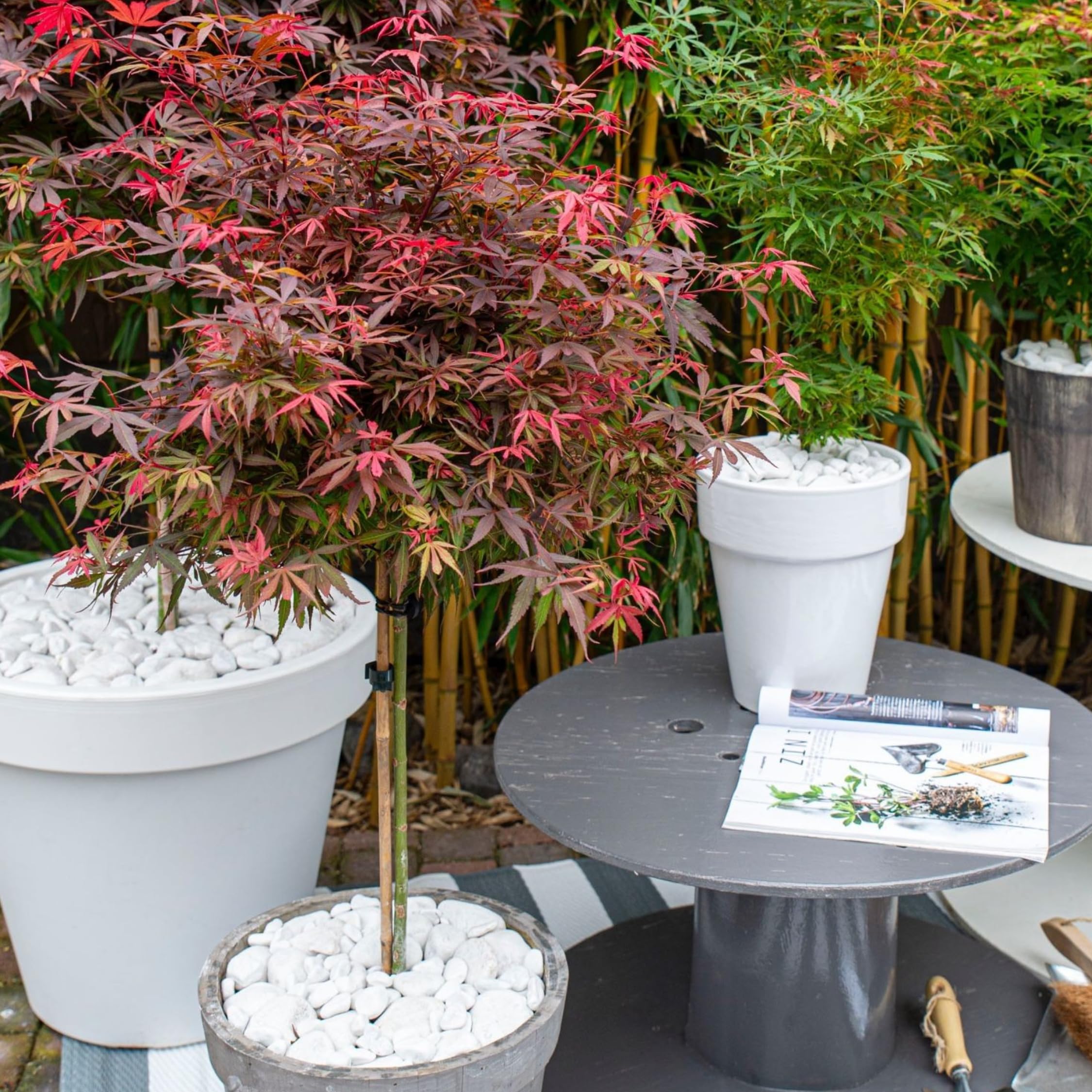 Plant in a Box - Acer palmatum 'Shaina' - Set de 2 - Arce japonés resistente - Hojas rojas - Maceta 19cm - Altura 80-90cm