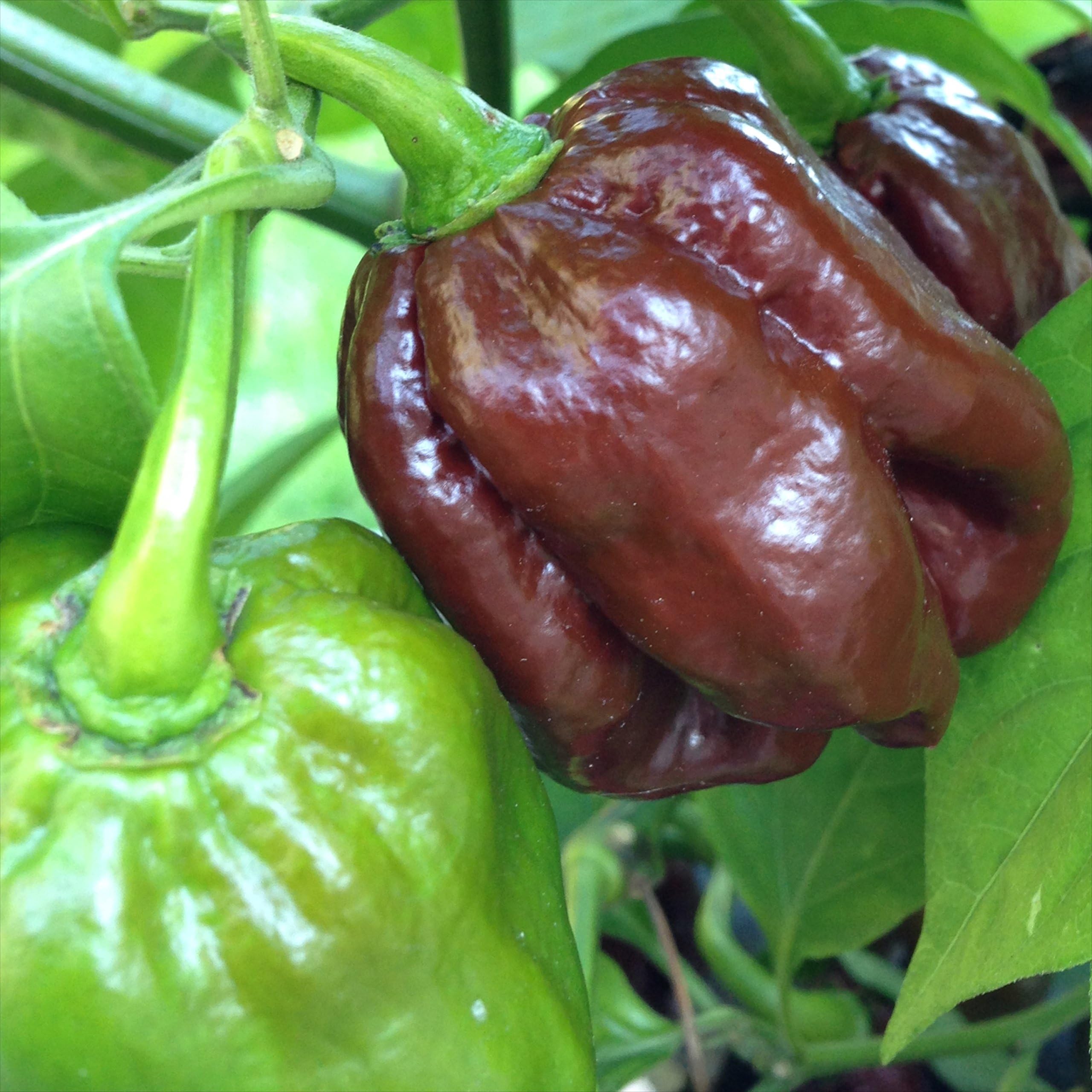 Wayland Chiles 7 Pot Douglah Chile Seeds