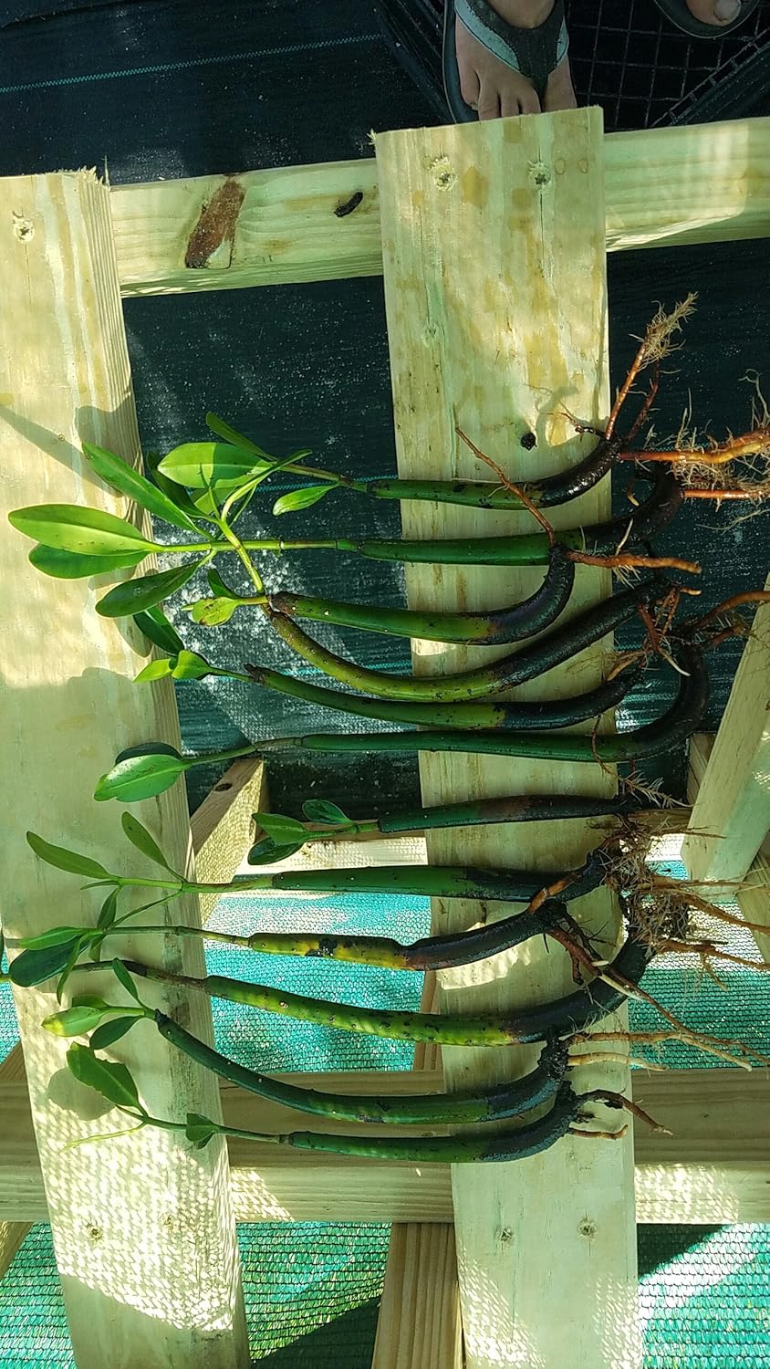 10 RED MANGROVE SEEDLINGS The plants that are pictured are exactly what you will receive, and are only grown by Mangroves and more nursery, not any other seller.