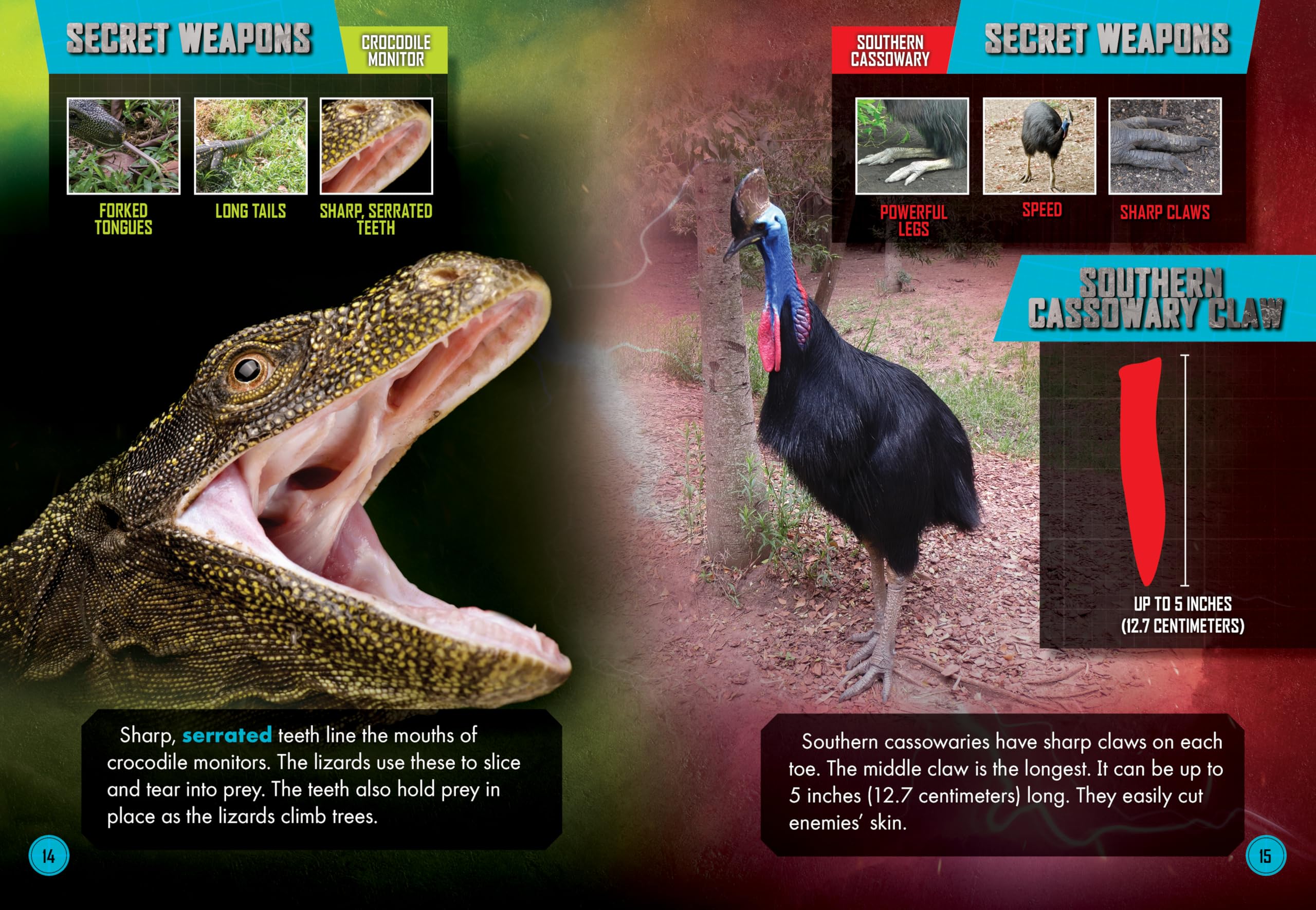 Crocodile Monitor vs. Southern Cassowary