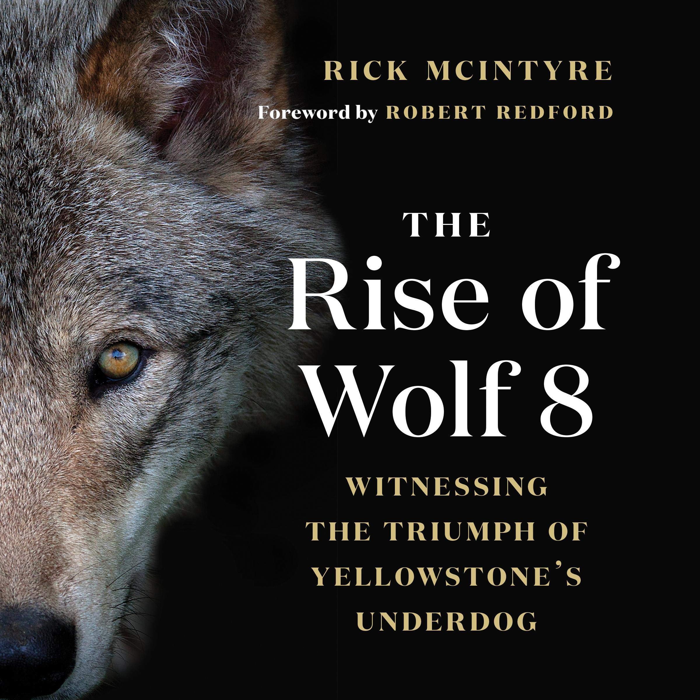 Cover art for The Rise of Wolf 8