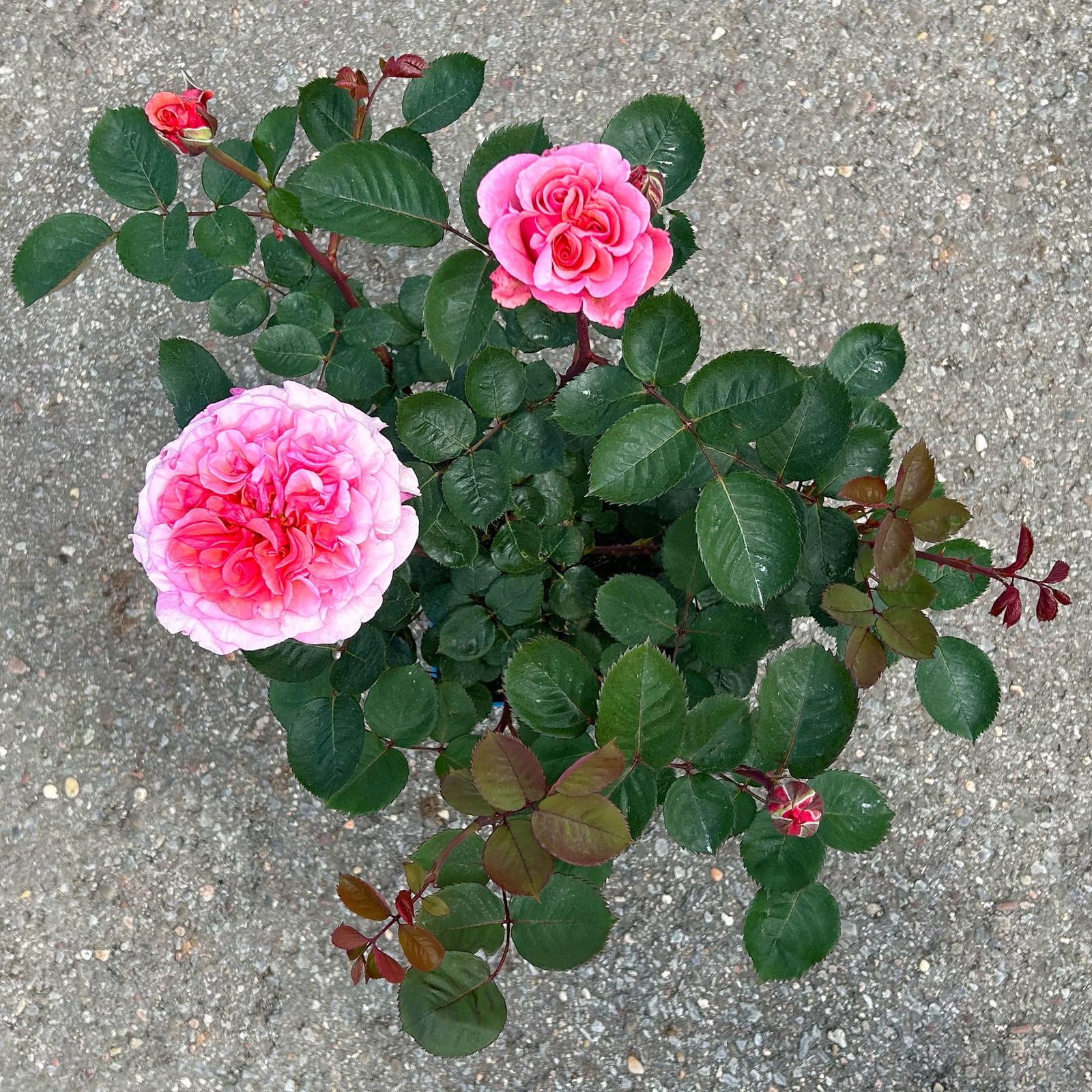 Stammrose 'Käthchen von Heilbronn'®, Edelrose, Stammhöhe 60cm, Topf 7,5 Liter