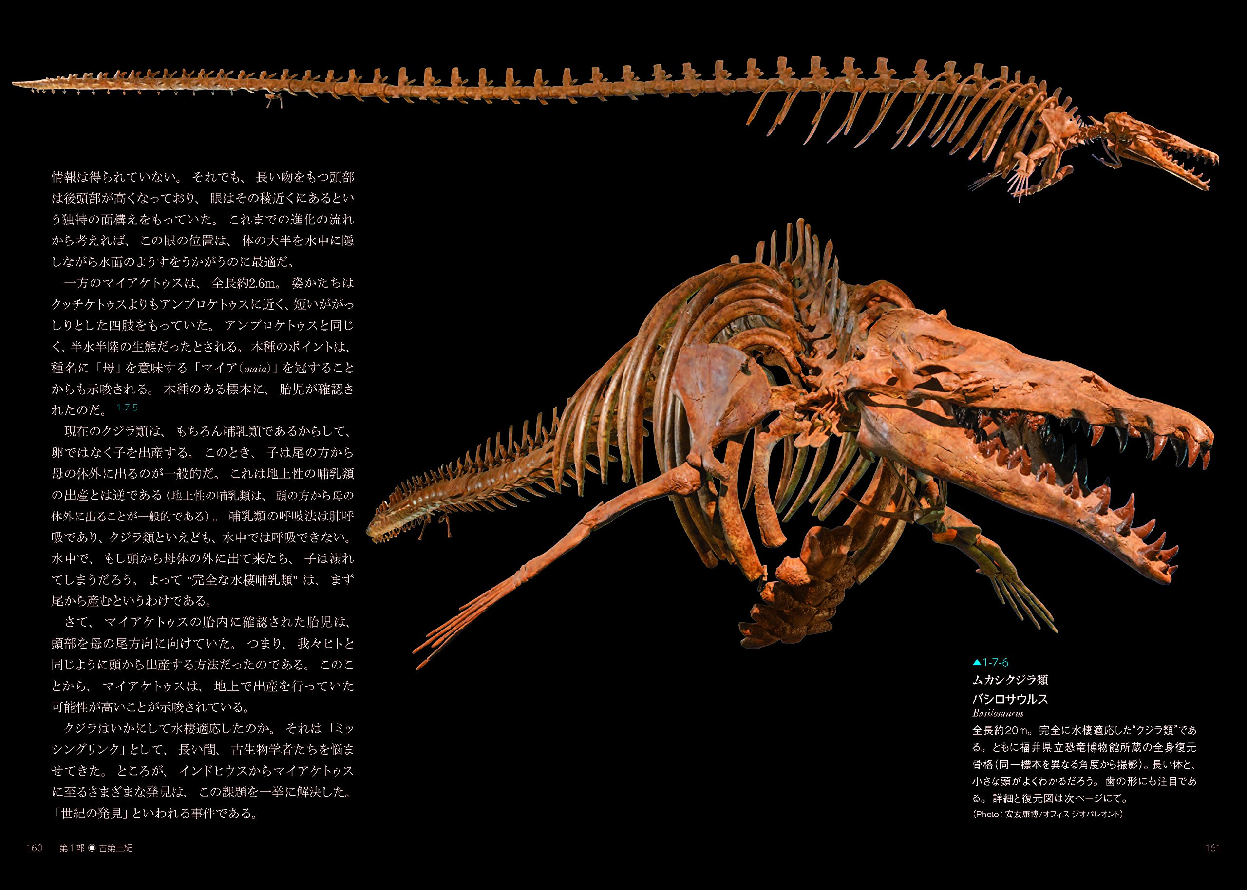 ナイティア化石  (新生代第三紀始新世) ナイティア化石 (新生代第三紀始新世)