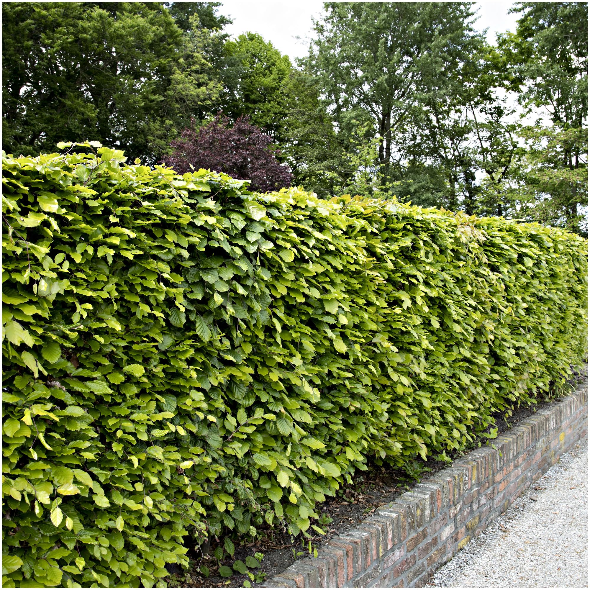 5 Green Beech Hedging Plants 1-2ft in a 1L Pots Fagus Sylvatica Trees 3fatpigs®