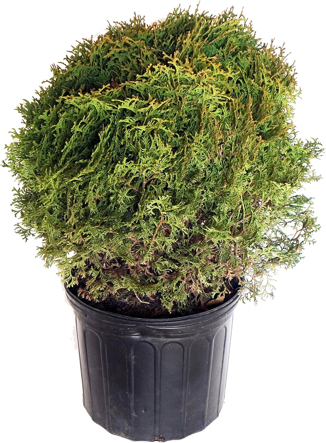 Live Plant Thuja-X Green Giant Evergreen Tree (Western Arborvitae), 3-Gallon Fully Potted Plant from Green Promise Farms