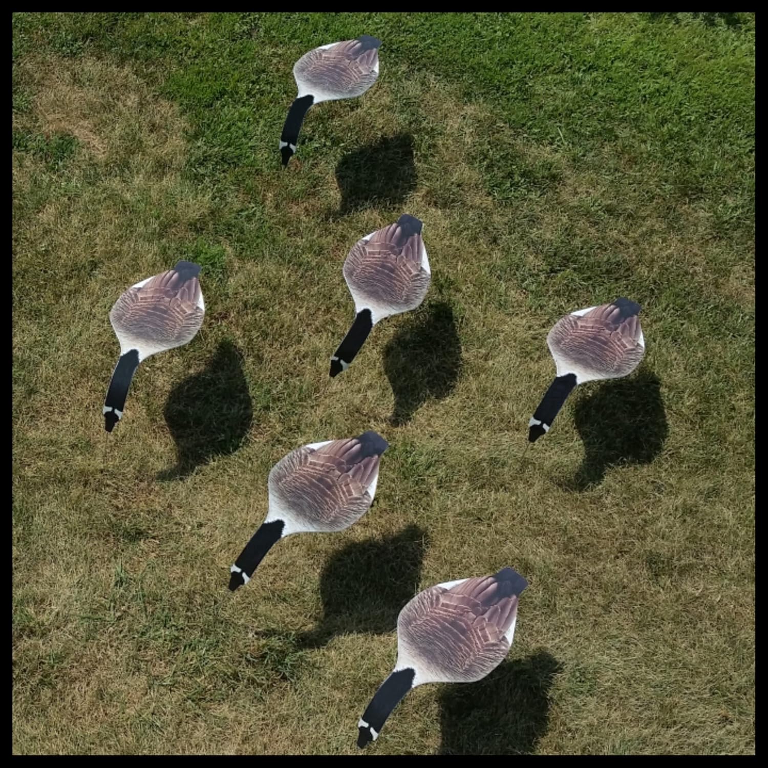 Horizontal Canada Goose/Snow Goose Decoy - 12 Pack