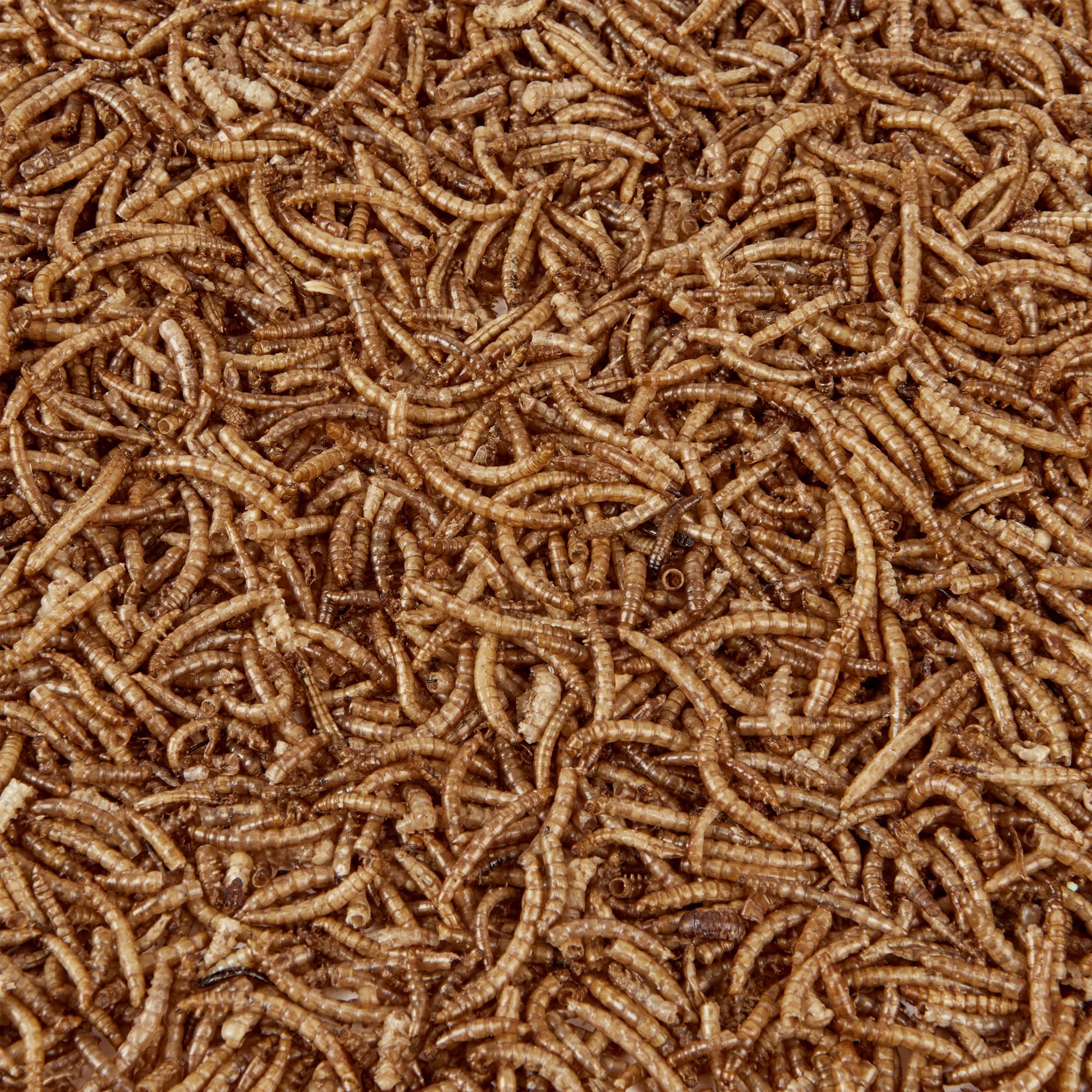 Wild Bird Food (500g, Dried Mealworms)