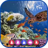 Underwater Coral Dreamscape Wonders: 4K Turtle Reef & Aquarium for Fire TV & Sleep