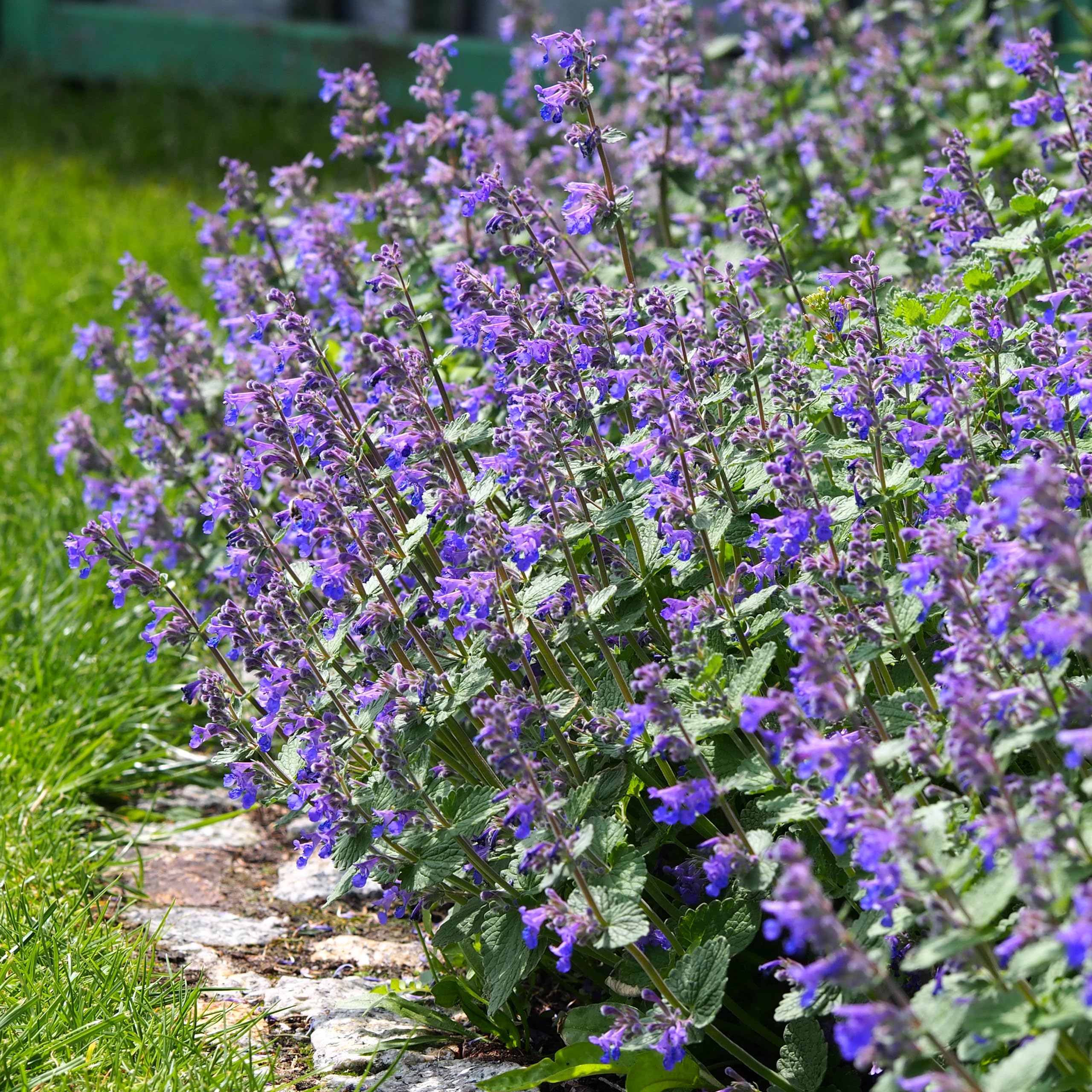 Bloomique - Set di 3 - Nepeta × faassenii - Pianta Ornamentale gatta - Fiori blu - Resistente al freddo - Altezza 10-20 cm - Vaso 9x9 cm