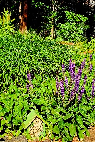 Miniatura 9 de Mason Bee Houses and Supplies  Bamboo Tube Bee Hotel para abejas solitarias, atrae abejas polinizantes más suaves a tu jardín proporcionándoles un