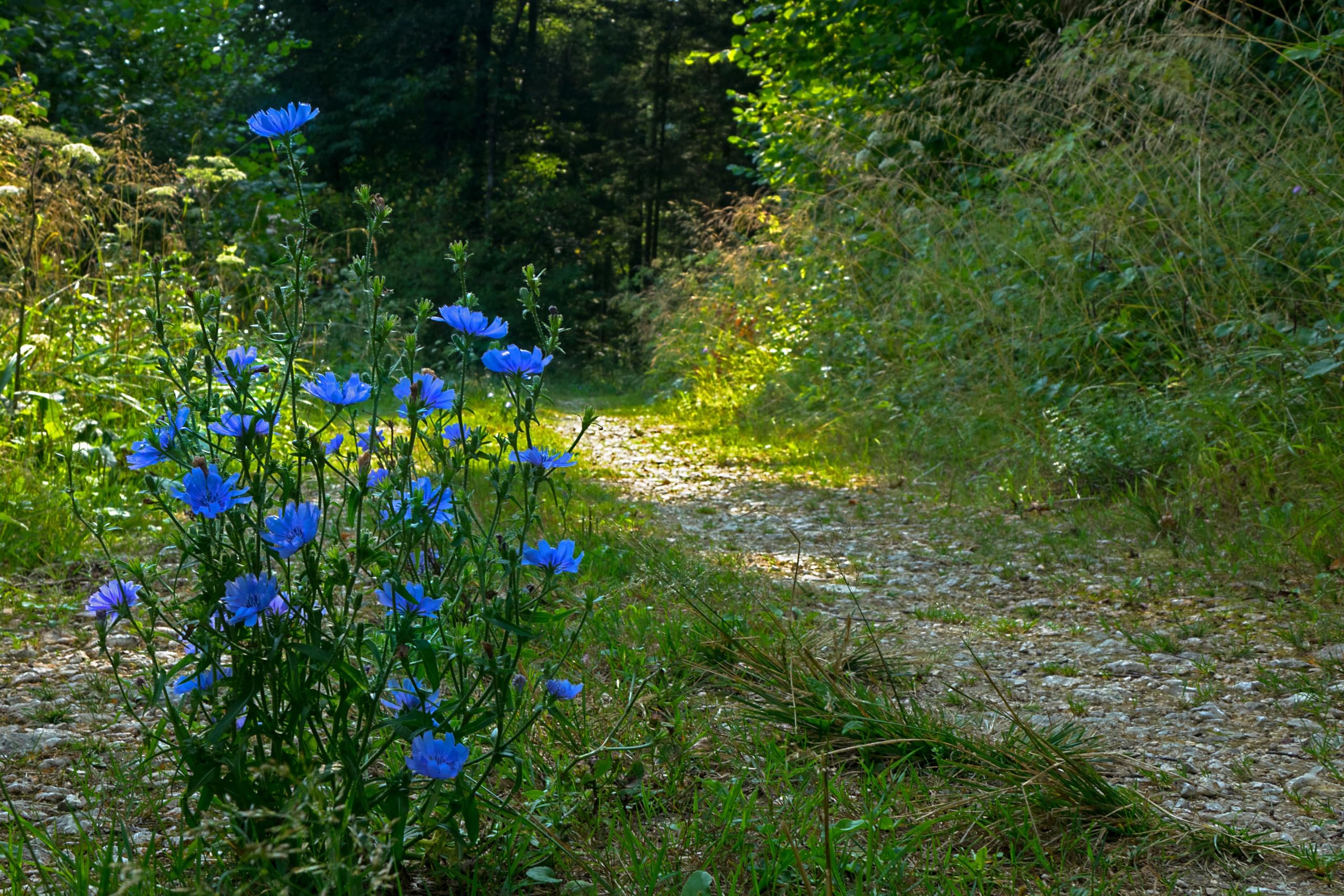 Gemeine Wegwarte (Cichorium intybus) Samen ´WILDFORM´. Heilpflanze des Jahres 2020 (20000 Samen = 30,0g)